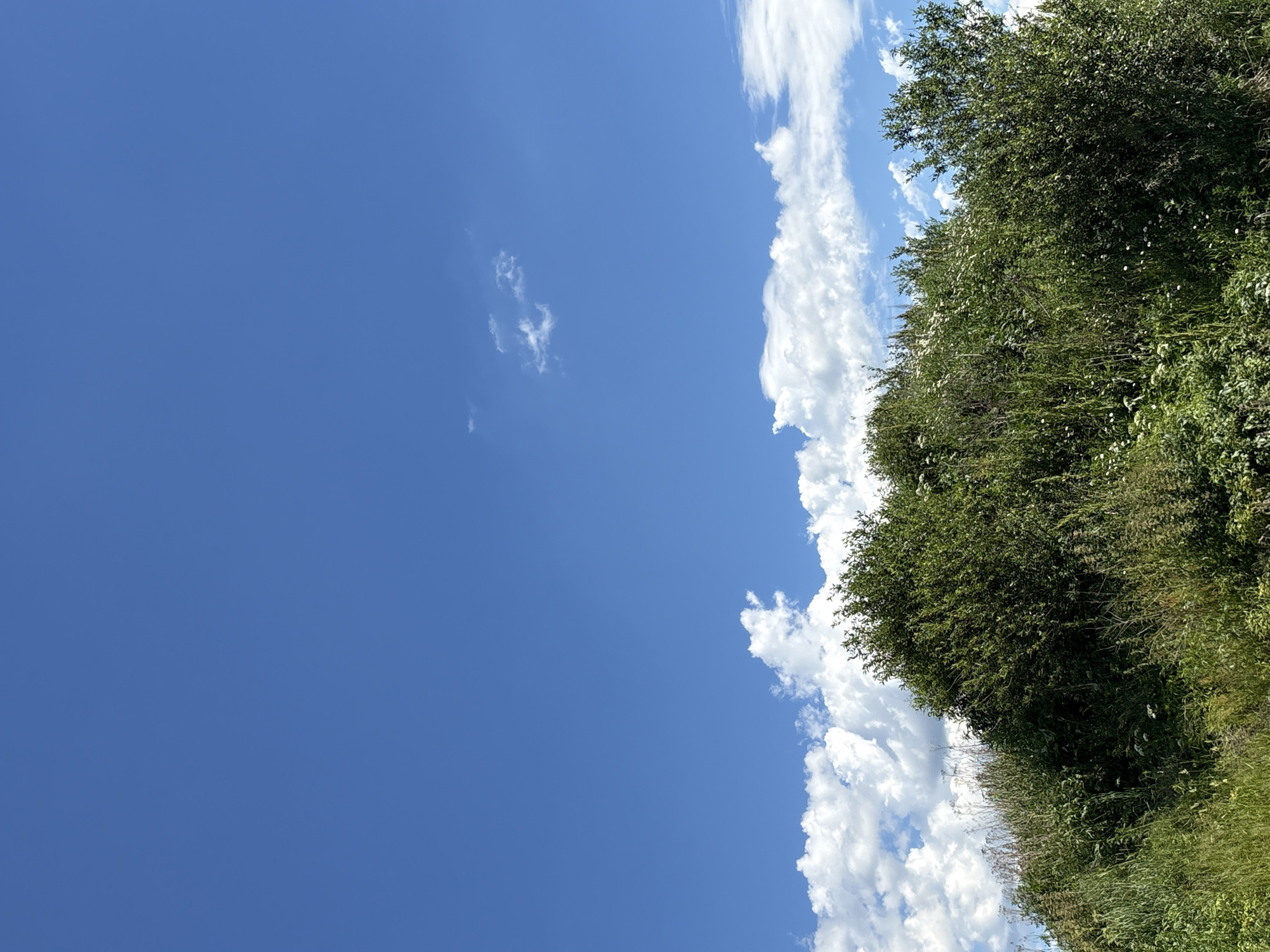A bright blue sky with scattered white clouds dominates the upper portion of the image. Below the sky, a lush green hill is covered with dense vegetation, including trees, bushes, and tall grasses. There are small white wildflowers interspersed within the greenery. The image appears to be an outdoor landscape photograph taken in Manushkino, Russia. There are no people or animals visible in the scene.
