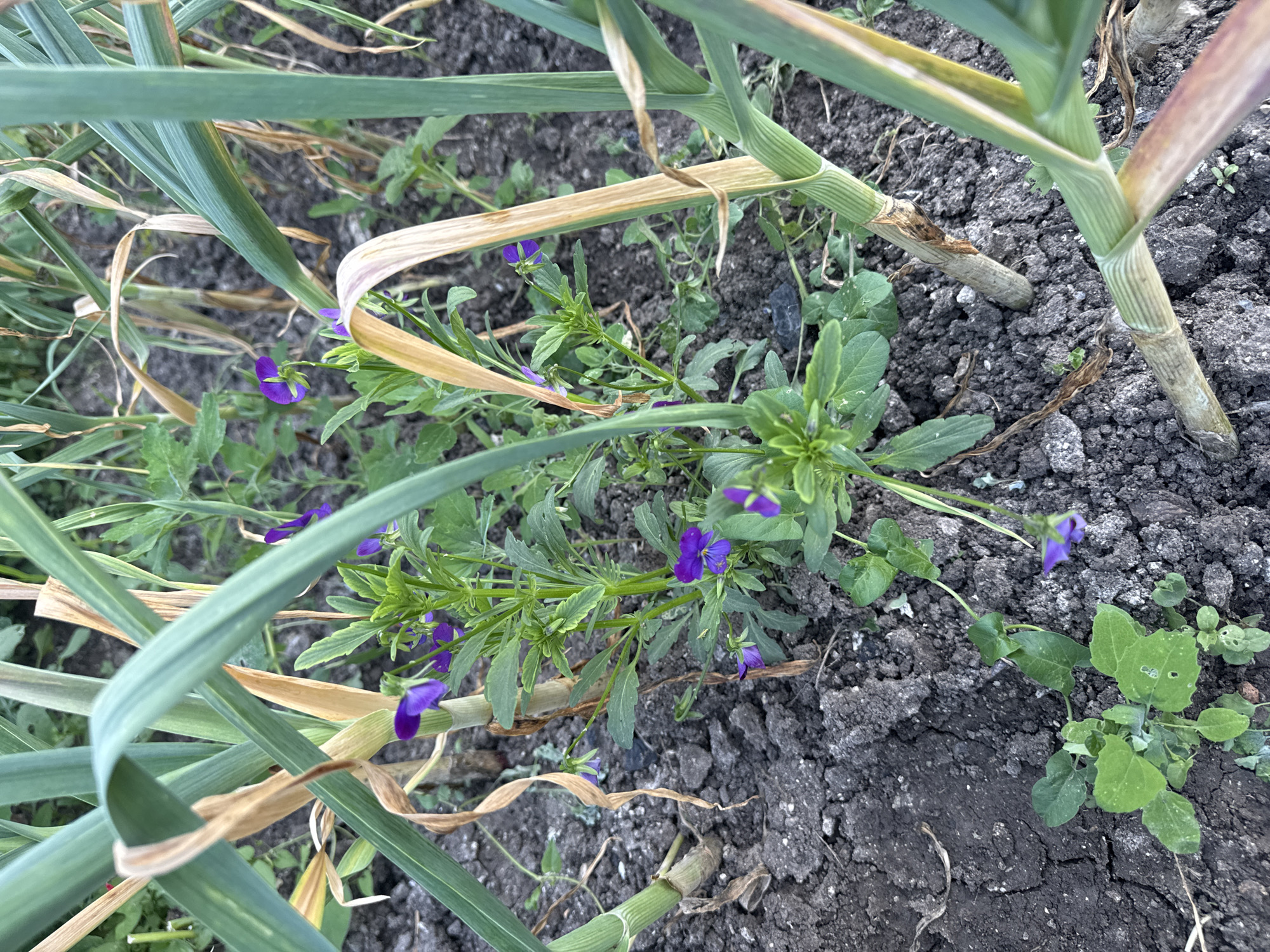 The image depicts a close-up view of a garden bed in Sarnevo, Bulgaria. Garlic plants with both green and browning leaves are growing in dark, cracked soil. Weeds with small, purple flowers are present among the garlic, along with other unidentified green foliage. No people are visible.