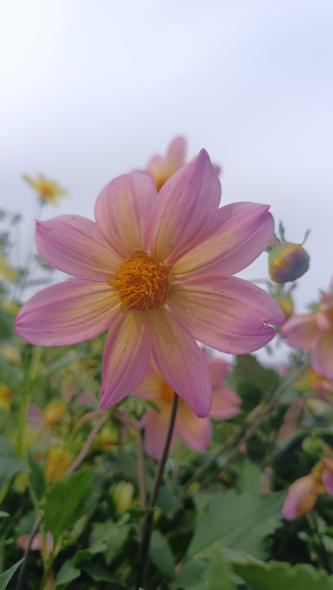 A single pink and yellow dahlia flower is in sharp focus in the foreground. The flower has multiple petals that are tinged with pink and yellow, and a textured orange center. In the background, other flowers, leaves, and buds are softly blurred. The sky above is a pale, overcast white.