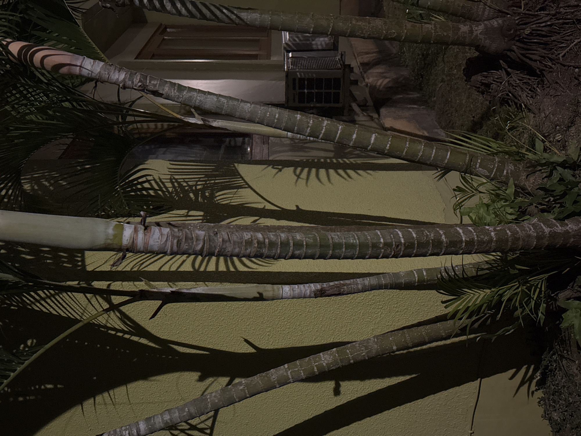 The image shows several palm trees in front of a yellowish-green wall at night. The palm trees have textured, segmented trunks and feathery fronds that cast long, dramatic shadows on the wall. One of the palm trees in the foreground on the right has exposed roots. In the background, there is a building with a wooden-framed window and an air conditioning unit mounted outside. The ground is covered in dark soil and some dry foliage. The scene appears to be an outdoor area, likely a garden or yard, adjacent to a building. The location is identified as Kuta Selatan, Indonesia.