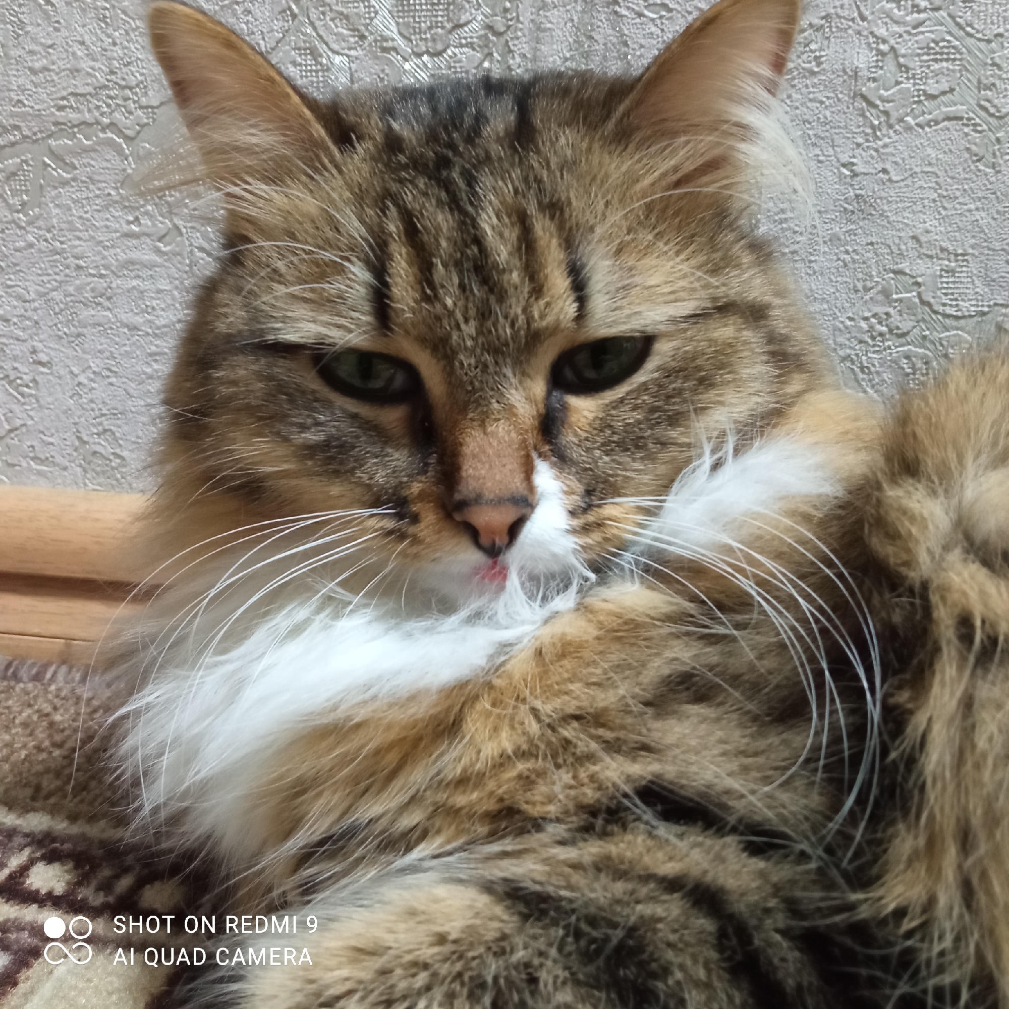 A close-up, head-and-shoulders shot features a long-haired tabby cat, likely indoors in Chaikovsky, Russia. The cat is positioned centrally, looking directly at the viewer with slightly narrowed, green eyes. Its fur is a mix of brown, black, and lighter cream/white tones, forming a distinct tabby pattern on its head and body. A prominent patch of white fur covers its chest and extends around its muzzle, contrasting with its darker nose. A small pink mark, possibly a bit of its tongue or residue, is visible on its upper lip/nose area. Long, white whiskers fan out from its face.
The cat appears to be resting or lying down. In the background, a light-colored, textured wallpaper with a subtle floral or intricate pattern is visible. Below the cat's head, a smooth, light brown wooden object (possibly furniture) is partially seen. The cat itself is resting on a patterned fabric, which appears to be a rug or blanket, featuring a dark brown and cream/beige design.
In the bottom left corner of the image, two lines of text are visible: "SHOT ON REDMI 9" and "AI QUAD CAMERA", indicating the device used to capture the photograph. The overall impression is a calm, intimate portrait of a domestic cat.