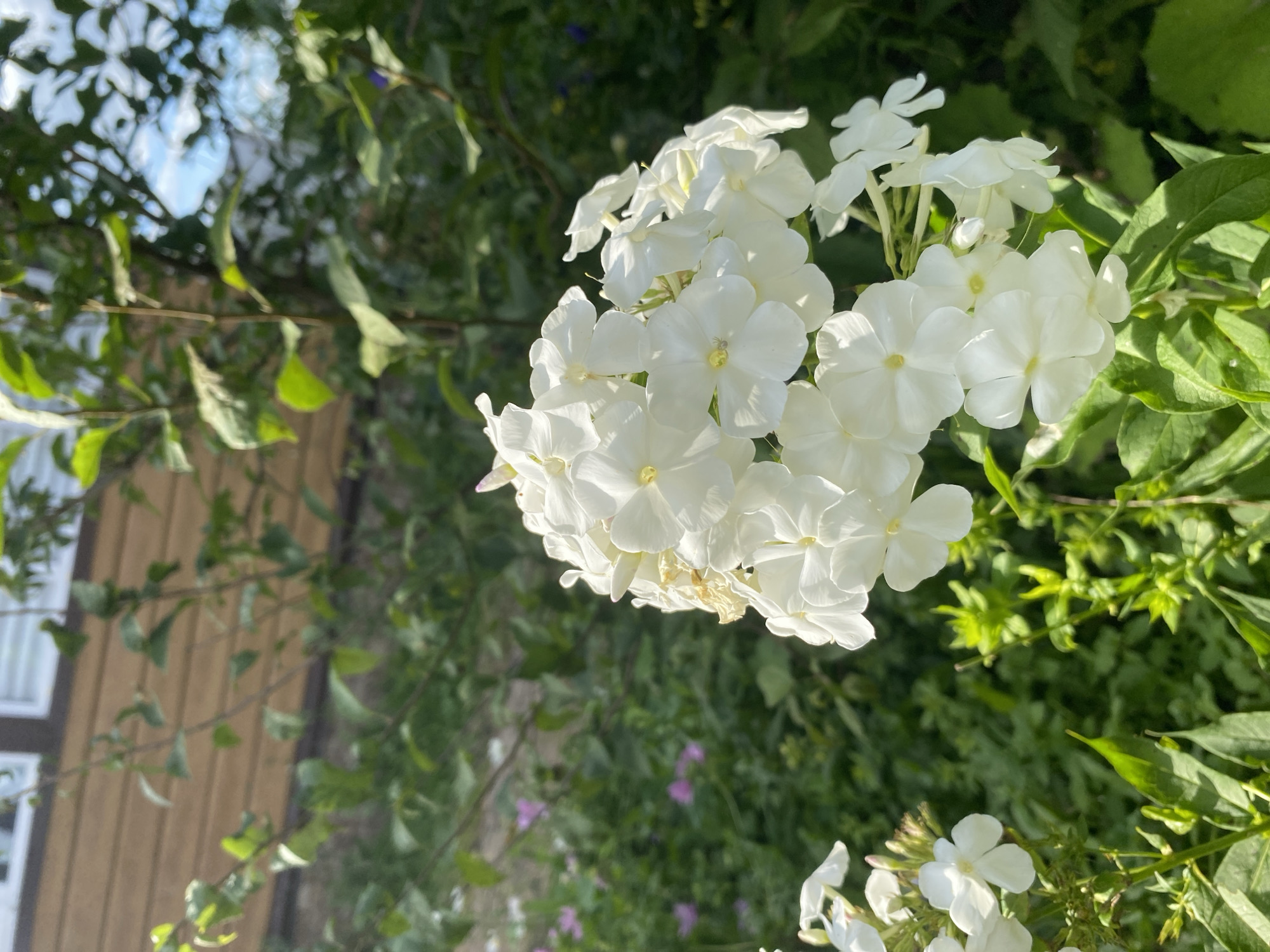 The image shows a close-up of white phlox flowers in a garden setting. The flowers are clustered on stalks and some have a slight yellow center. In the background, there is a wooden structure, likely a building, with horizontal siding and windows. Lush green foliage and some smaller pink flowers are visible behind the white phlox. The overall impression is a sunny outdoor scene, possibly in a residential area. The location is specified as Абызово, Russia, but there are no specific landmarks or features in the image to confirm this exact location. There are no people or animals present.