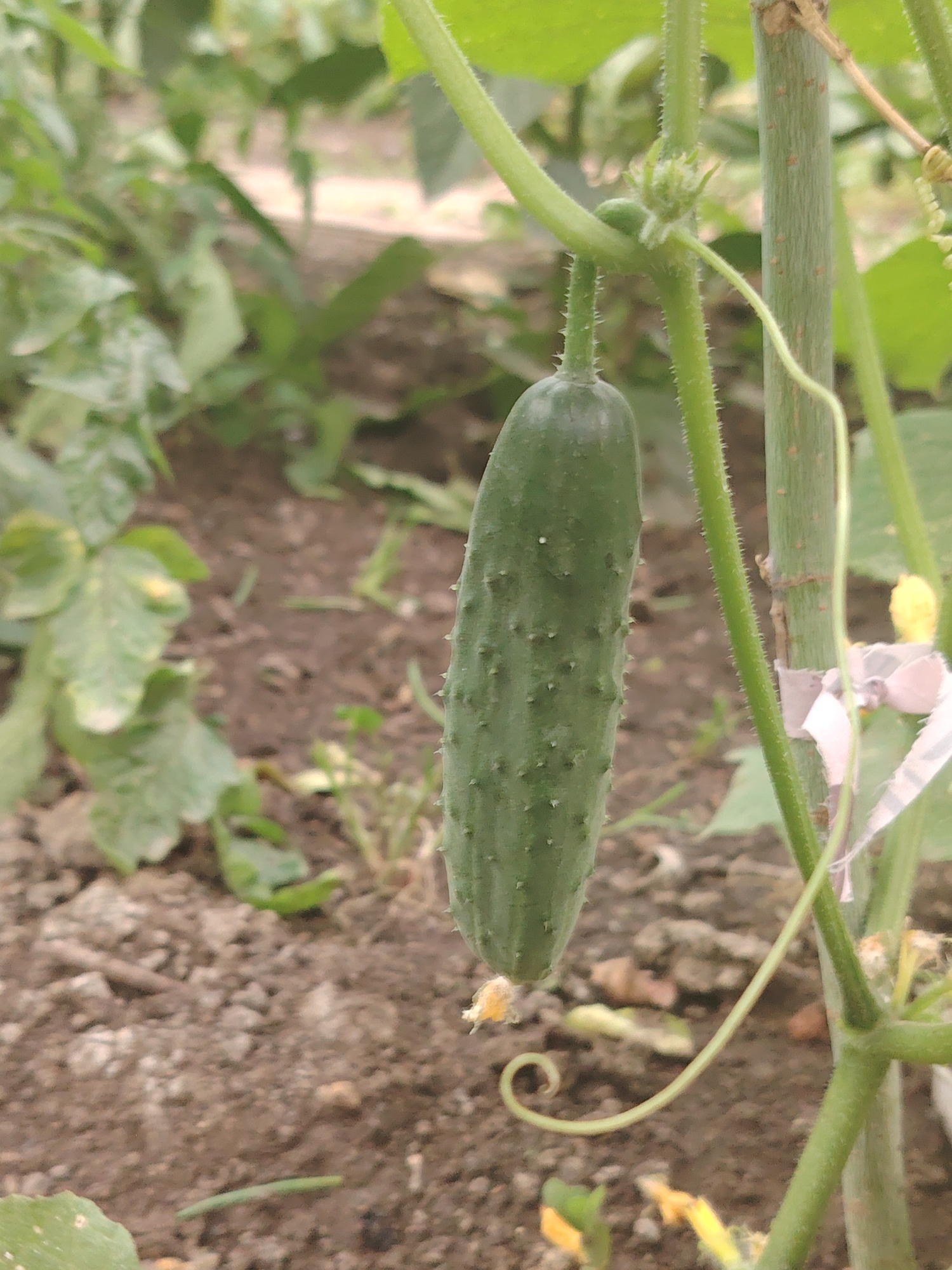 An unripe cucumber hangs from a green vine in the foreground, set against a blurred background of soil and foliage. The cucumber is dark green and covered in small, spiky protrusions. A thin tendril curls from the vine to the right of the cucumber, and a small yellow flower is visible in the upper right quadrant. The scene appears to be in a garden or a field. No people or specific locations in Степное, Russia are visible.