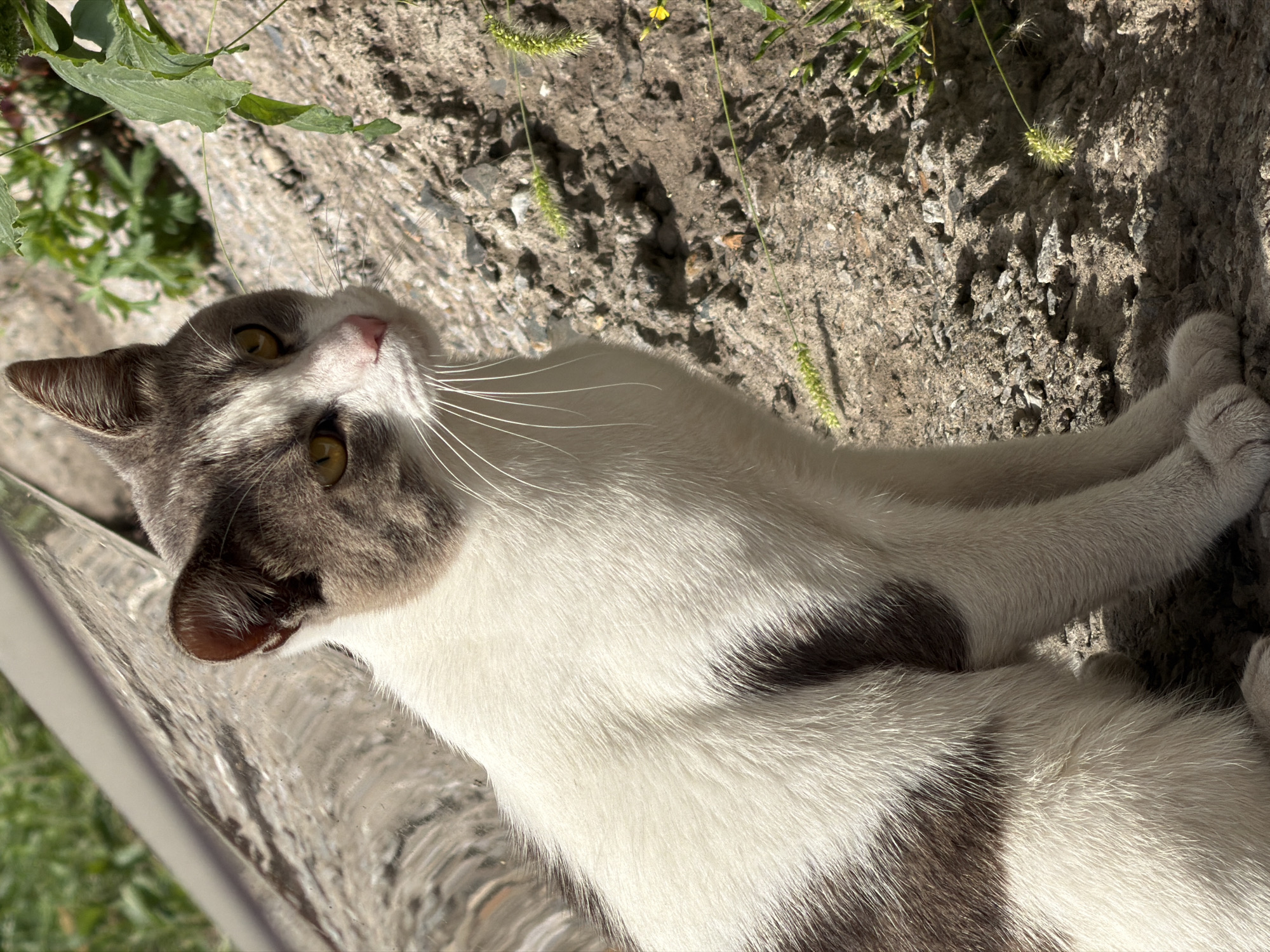 A medium shot captures a domestic cat sitting on a rough, textured surface that appears to be cracked concrete or stone. The cat is predominantly white with patches of grey on its head and back. It has yellow eyes and a pink nose, and its whiskers are prominent. The background is blurred, with hints of green foliage and a metallic, reflective surface to the left. The scene is outdoors, likely during the daytime, with sunlight casting shadows. The location is stated to be Novosibirsk, Russia.