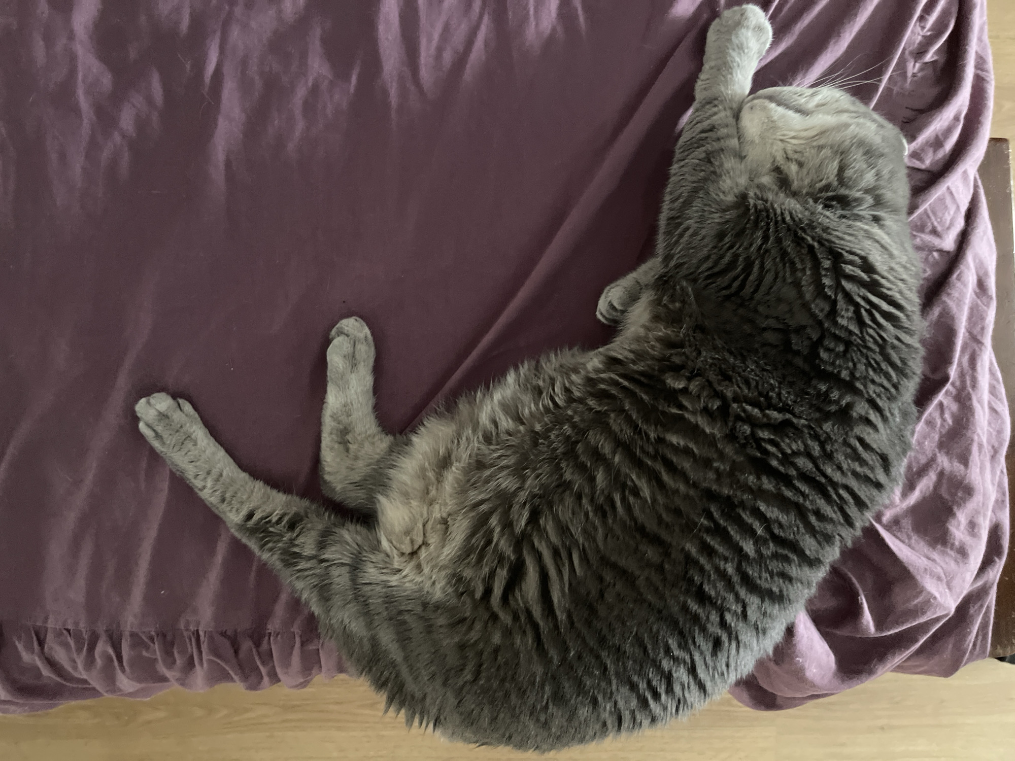 A grey cat is sleeping on a purple fabric, likely a bed. The cat is stretched out, with its head tilted back and one front paw extended upwards. Its eyes are closed, indicating it is in a deep sleep. The purple fabric has some wrinkles and folds, suggesting it may be a duvet or blanket. The cat's fur is thick and fluffy, with darker stripes visible on its back. The overall mood of the image is peaceful and relaxed. There are no people or text visible in the image. The lighting suggests it might be daytime, but there are no other cues to determine the time of day or weather. The location is not specified, but the presence of a bed implies an indoor setting, likely a bedroom.