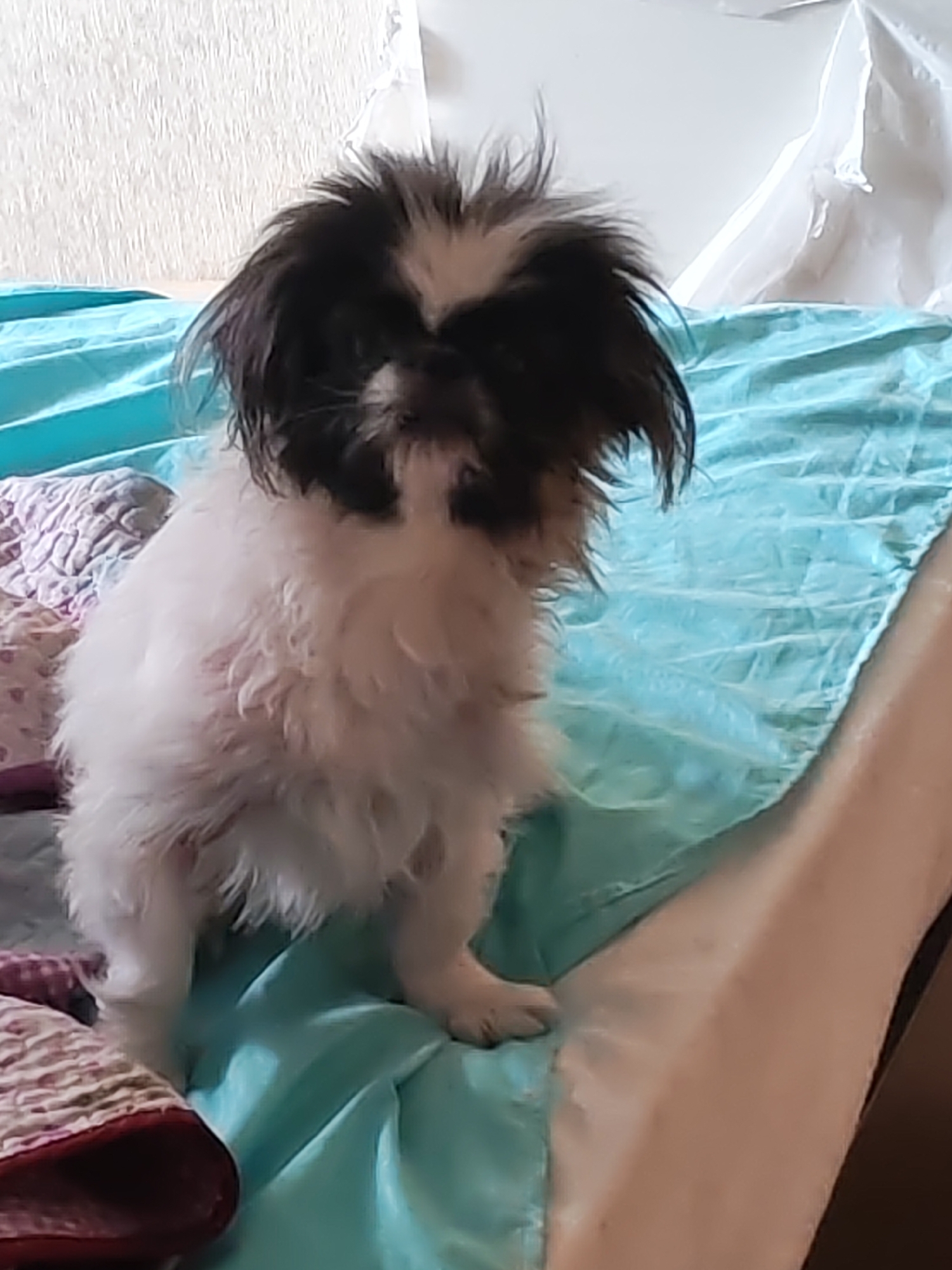A small dog with black and white fur is sitting on a light blue surface. The dog has fluffy fur and its head is tilted slightly to the side. The background is out of focus and appears to be a room with a white wall and some fabric. There are no discernible features or landmarks that would indicate a specific location in Izhevsk, Russia.