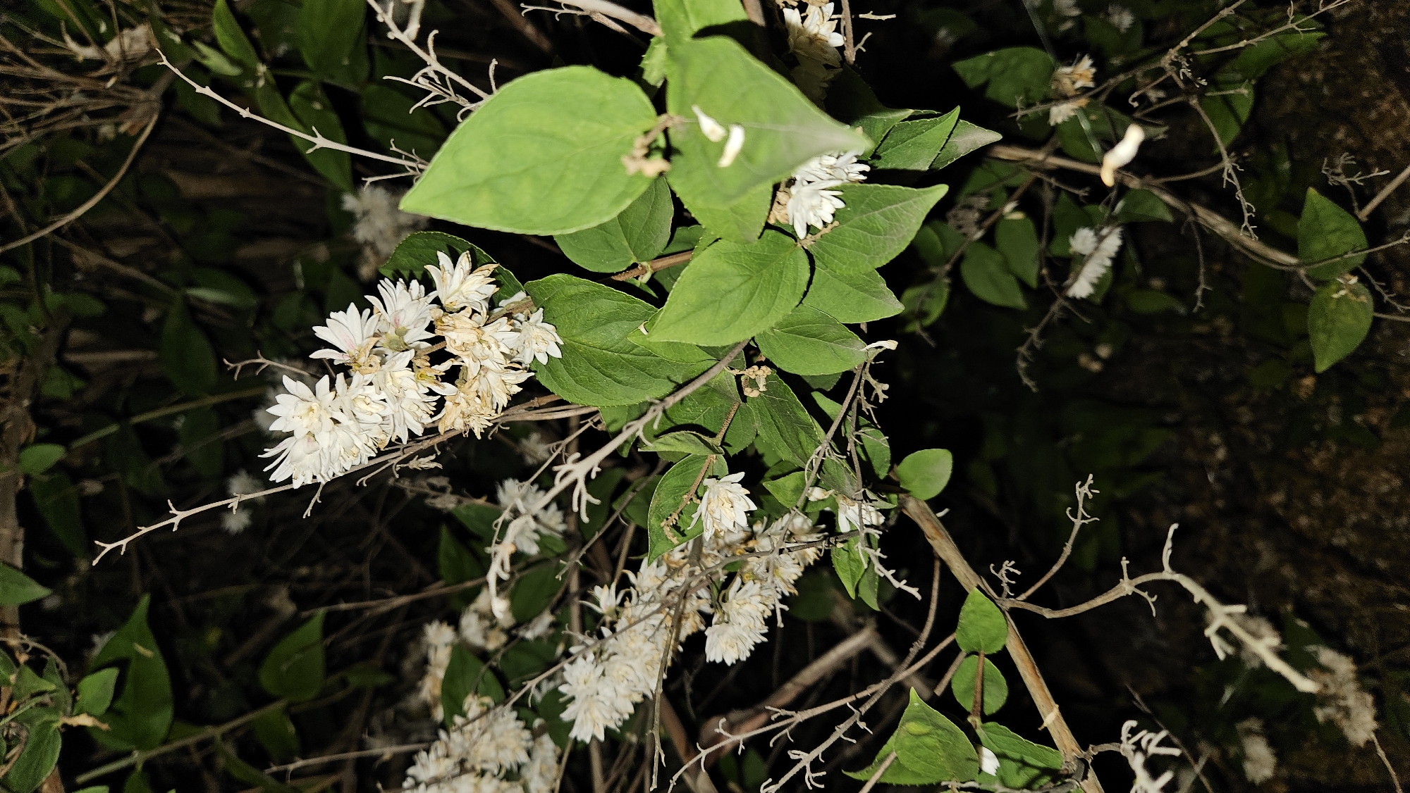 This is a medium-shot, close-up photograph taken at night, likely in a garden or natural setting within the city of Prešov, Slovakia. The image focuses on a cluster of delicate white flowers with multiple petals, possibly belonging to a shrub or vine. These flowers are attached to thin, branching stems, some of which are bare and twig-like, while others bear vibrant green leaves. The background is dark and out of focus, suggesting a low-light environment and emphasizing the brightly lit flora in the foreground. The lighting appears artificial, possibly from a flashlight or street lamp, highlighting the texture and detail of the flowers and leaves. There are no people or animals visible in the frame.