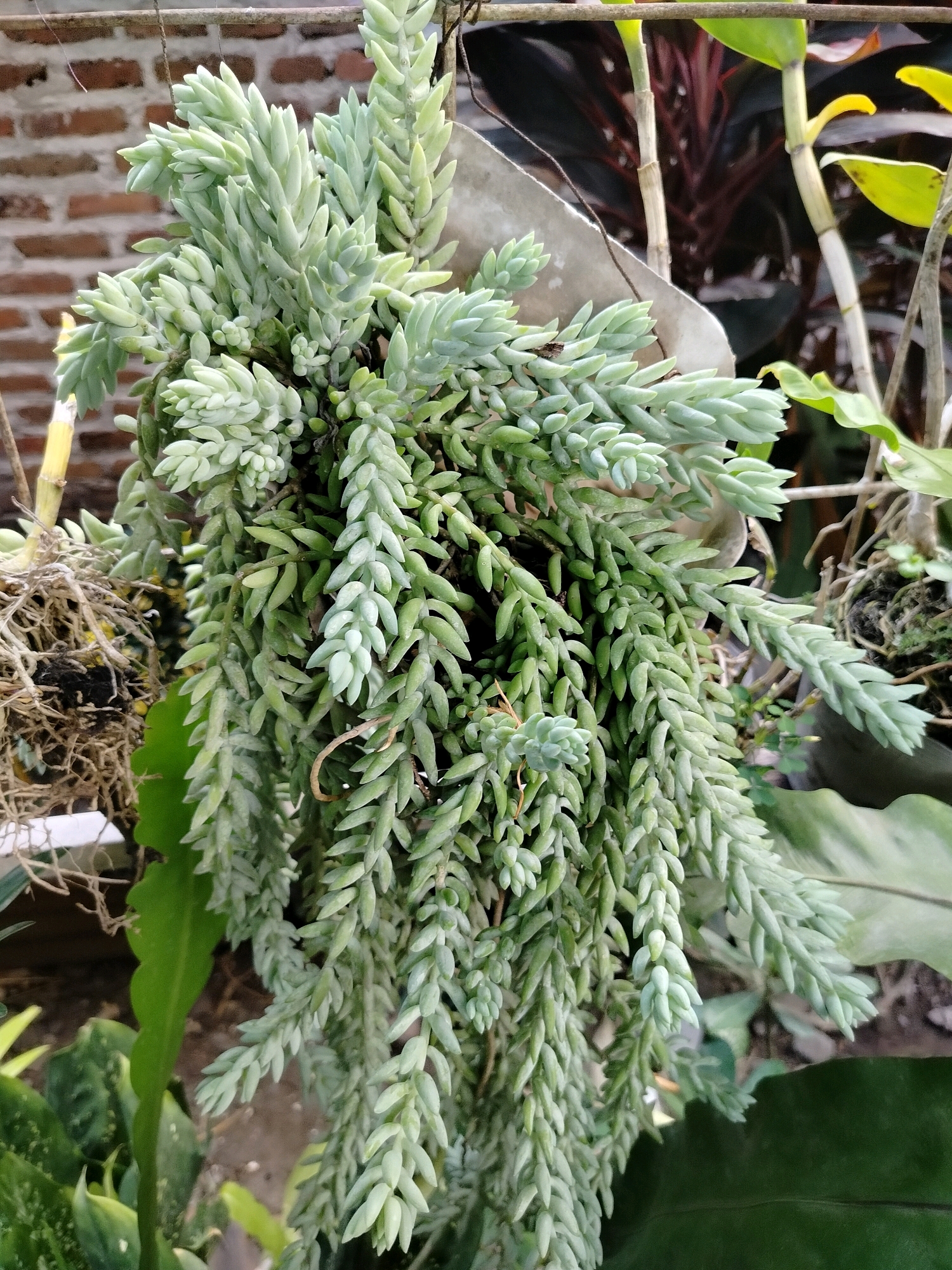 In the city of Beloh, Indonesia, a close-up, eye-level shot focuses on a cascading succulent plant, likely a Sedum morganianum (Burro's Tail), with its plump, tear-drop shaped leaves. The plant is predominantly a pale green, with some stems exhibiting a lighter, almost bluish hue. The succulent is densely packed, with long, trailing stems that hang downwards, some reaching out of frame.
The background is softly blurred, suggesting a shallow depth of field. Immediately behind the succulent, a light-colored, textured surface, possibly a pot or planter, is visible. Further back, a brick wall with visible mortar lines adds a rustic element. To the right of the succulent, the stalks of other plants, one appearing to be a reddish-leafed plant and another with broad green leaves, are discernible. A glimpse of dry, fibrous roots, possibly from another plant, is visible to the left of the succulent. The lighting appears natural, casting soft shadows and highlighting the textures of the plant. The overall impression is that of an outdoor setting, likely a garden or patio, given the presence of multiple plants and the brick wall. No people are present in the frame.