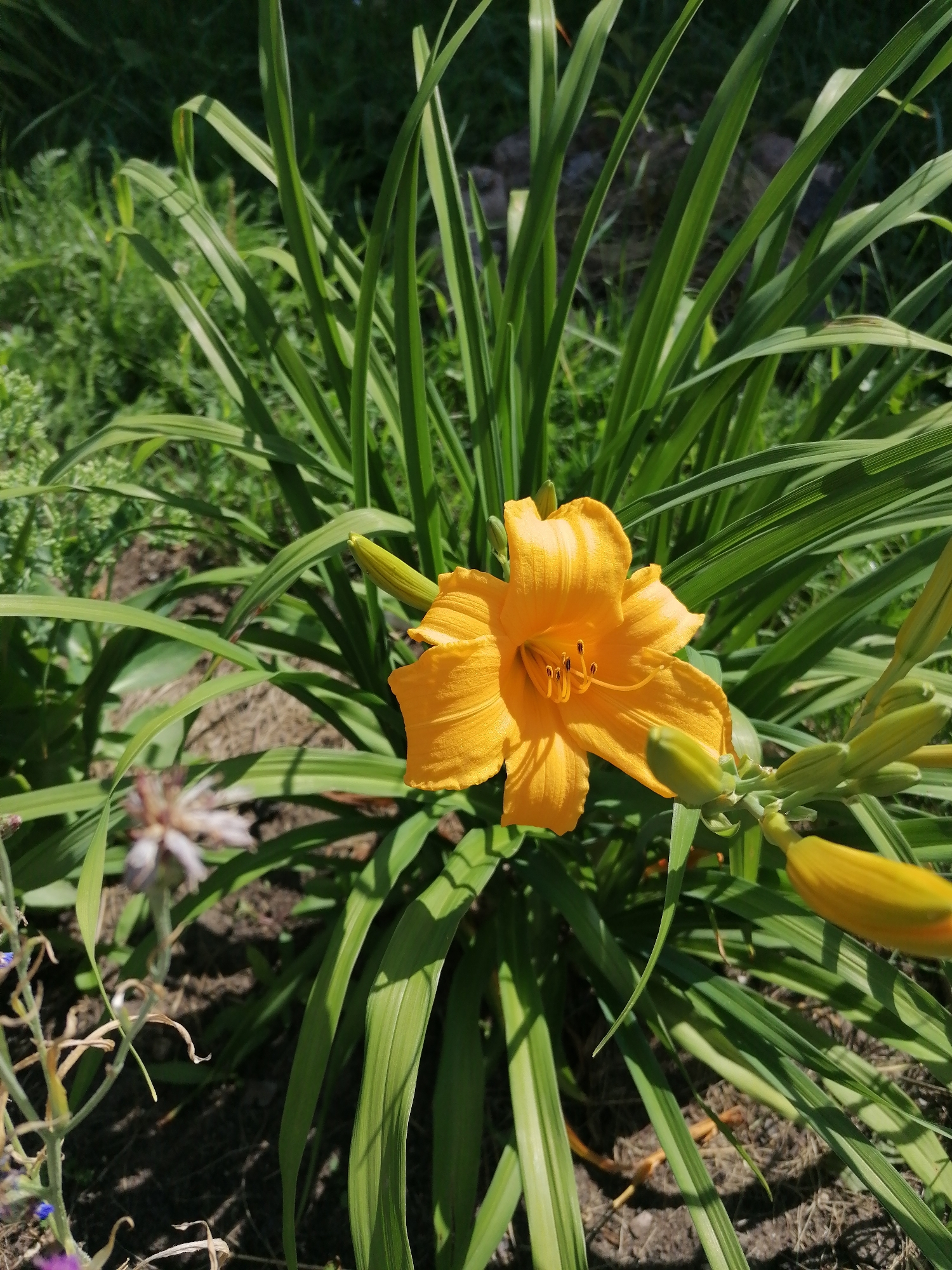 In the village of Mylnikovo, Russia, a single bright orange daylily is in full bloom. The flower, with its delicate petals and dark stamen, is the focal point of the image, surrounded by lush green foliage. Sunlight filters through the leaves, casting dappled shadows on the ground. In the background, other plants and a hint of dry soil are visible, suggesting a garden setting. The image captures a moment of natural beauty, with the vibrant daylily standing out against the verdant backdrop.