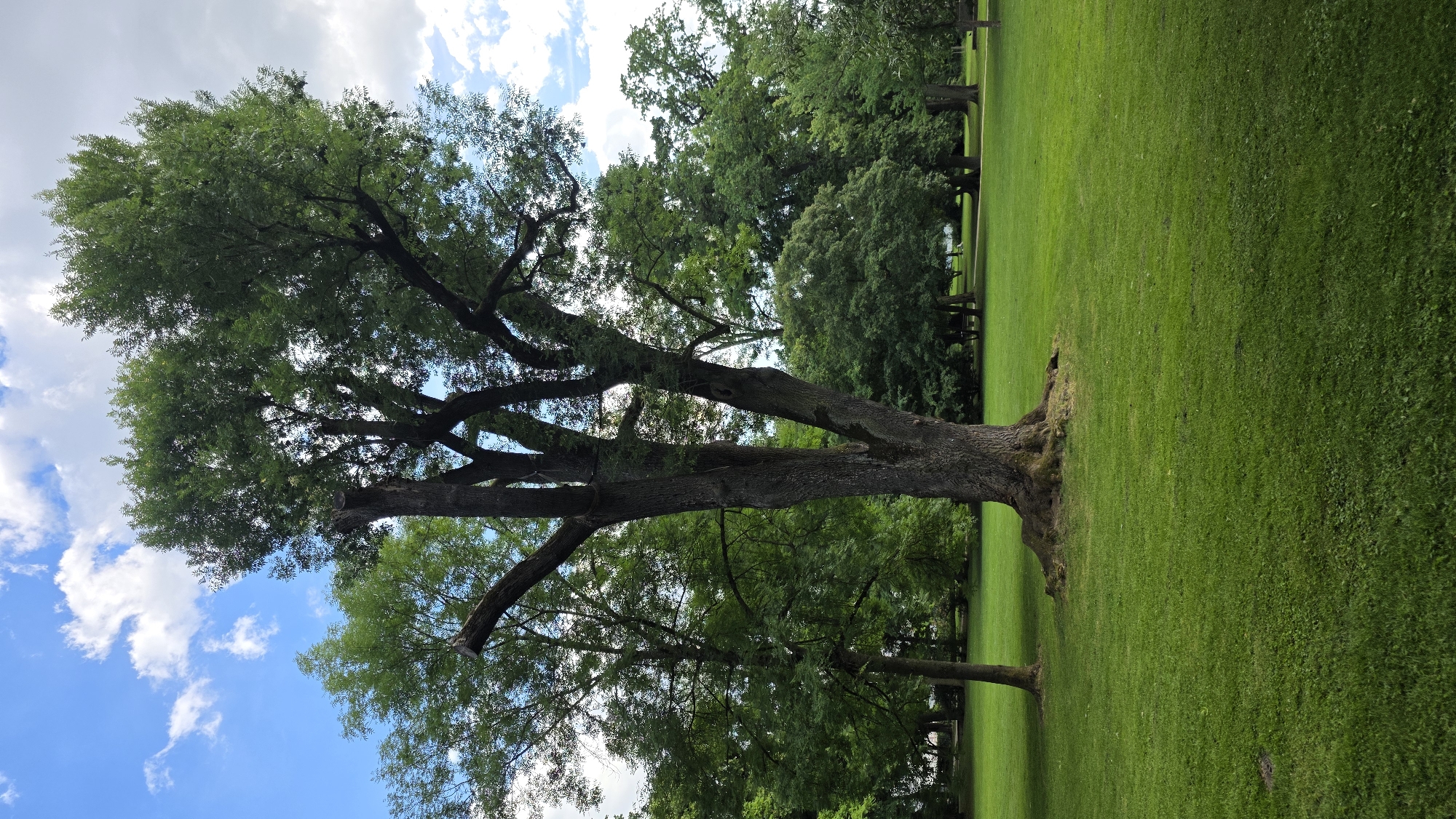 A vertical, full shot captures a large, old tree in a park with a bright blue sky and scattered white clouds. The tree has a thick, gnarled trunk and dark bark, with several large, upward-reaching branches covered in dense green foliage. Some of the upper branches appear to have been pruned. The tree's roots are visible at its base, spreading out onto the lush green grass. To the left of the main tree, another smaller, thinner tree with green leaves stands. In the background, a dense line of various green trees creates a backdrop across the park. The ground is covered in a neatly manicured, vibrant green lawn, with subtle shadows cast by the trees. The park setting suggests an outdoor, natural environment.
