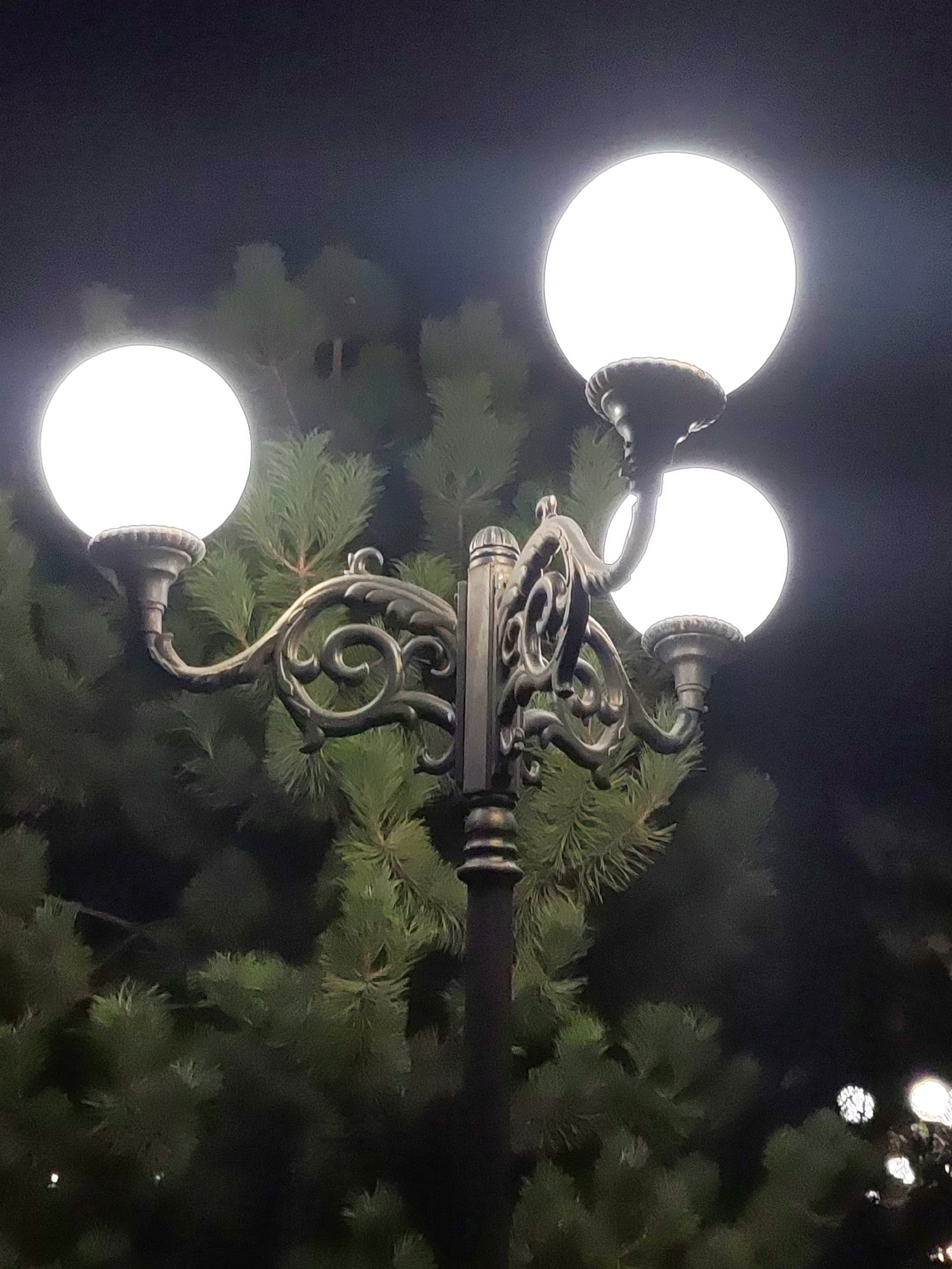 A multi-globe street lamp stands illuminated against a backdrop of dark foliage, likely pine trees, at night. The lamp has a central dark pole with ornate, dark metal scrollwork supporting four frosted glass globes, three of which are brightly lit. The background is dark, suggesting a low-light or nighttime setting, with faint bokeh lights visible in the lower right corner, indicative of other distant light sources. The foliage appears dense and green, partially obscuring the background. The scene is likely a public area, possibly a park or a street in a city. There are no people or animals visible in the image. The image's focus is on the lamppost and its immediate surroundings.