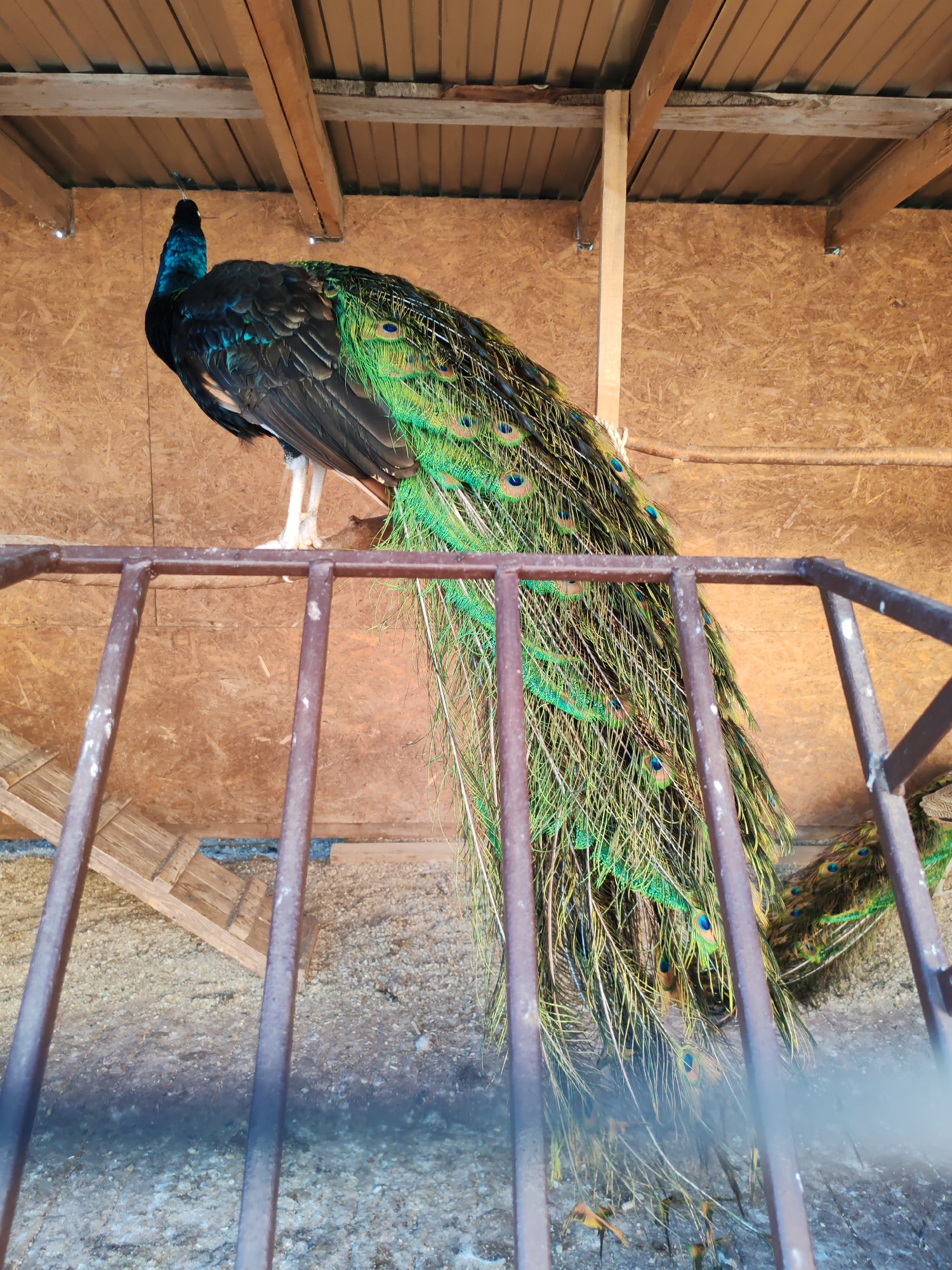A peacock is perched on a metal railing inside a structure with a wooden roof and plywood walls. The peacock's iridescent blue and green feathers, including its long train, are visible. The ground below is covered in gravel. This image was captured in Bor, Russia.