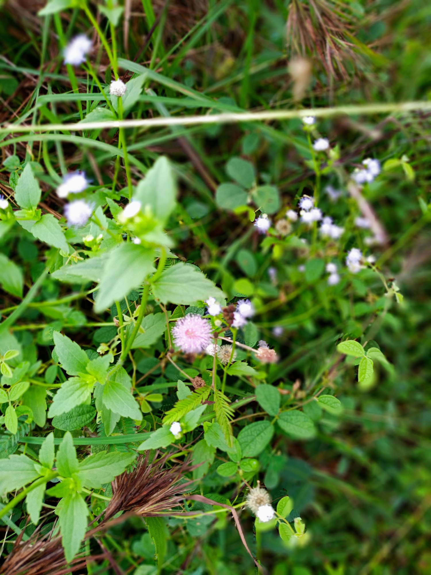 The image depicts a close-up view of various green plants and flowers. A singular pink flower is centrally located, surrounded by other green foliage and small white flowers. Some dry brown grass is at the bottom of the image. The location is Uteunreutoh, Indonesia, based on the prompt. No people or interactions are visible.