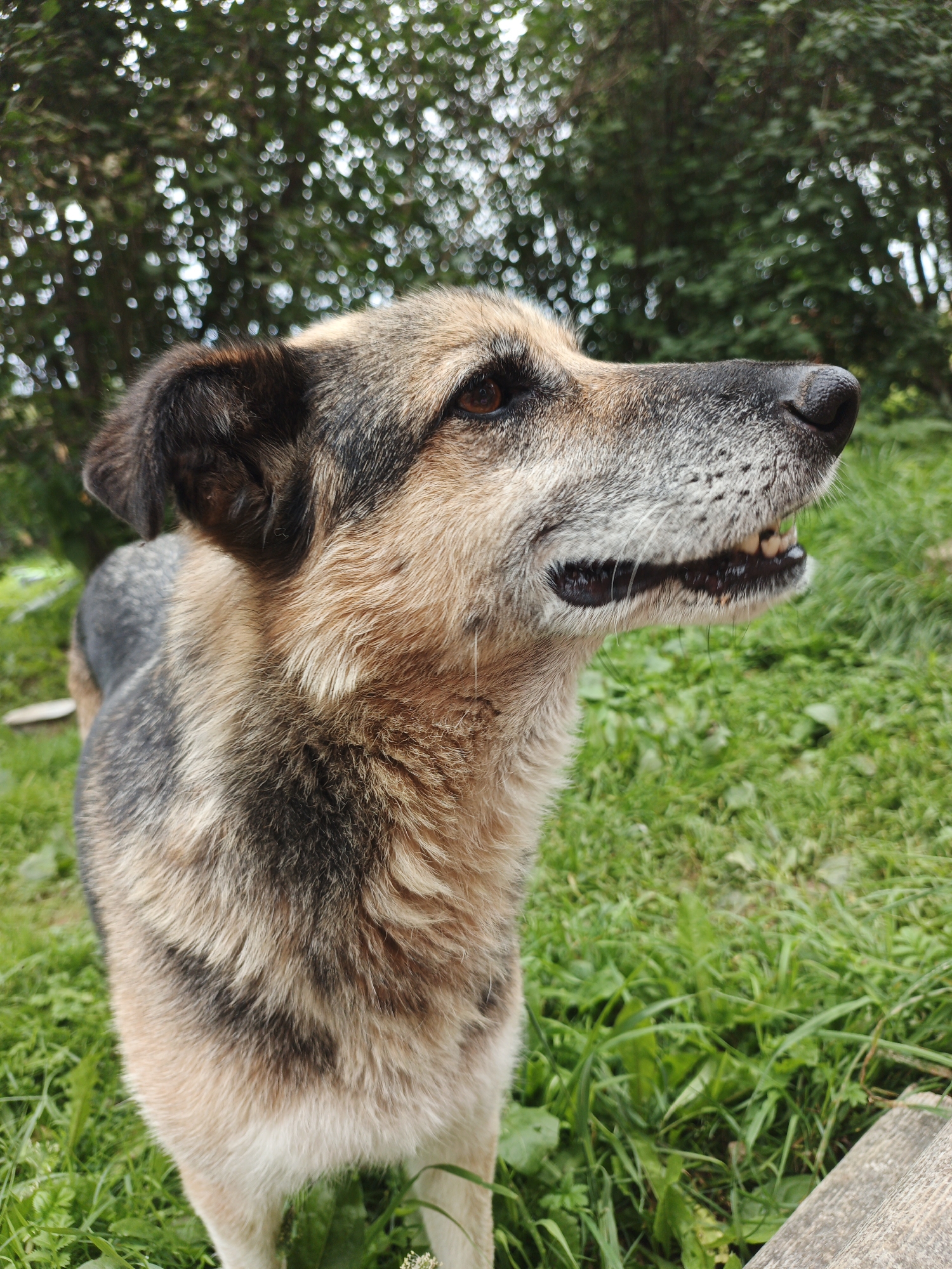 A medium shot, eye-level, outdoor photograph features a German Shepherd mix dog standing in lush green grass with a blurred treeline in the background. The dog is facing right in profile, with its mouth slightly open, revealing its teeth and tongue. Its fur is a mix of brown, black, and tan. The dog's ears are erect and its eyes are focused on something to its right. The lighting suggests a cloudy day, with diffused sunlight. The background shows a dense arrangement of trees and foliage, with some highlights suggesting light filtering through the leaves. The foreground is dominated by the dog and the green grass, with a glimpse of what appears to be a wooden plank on the right edge of the frame. The scene is set in Medvedyovka, Russia.