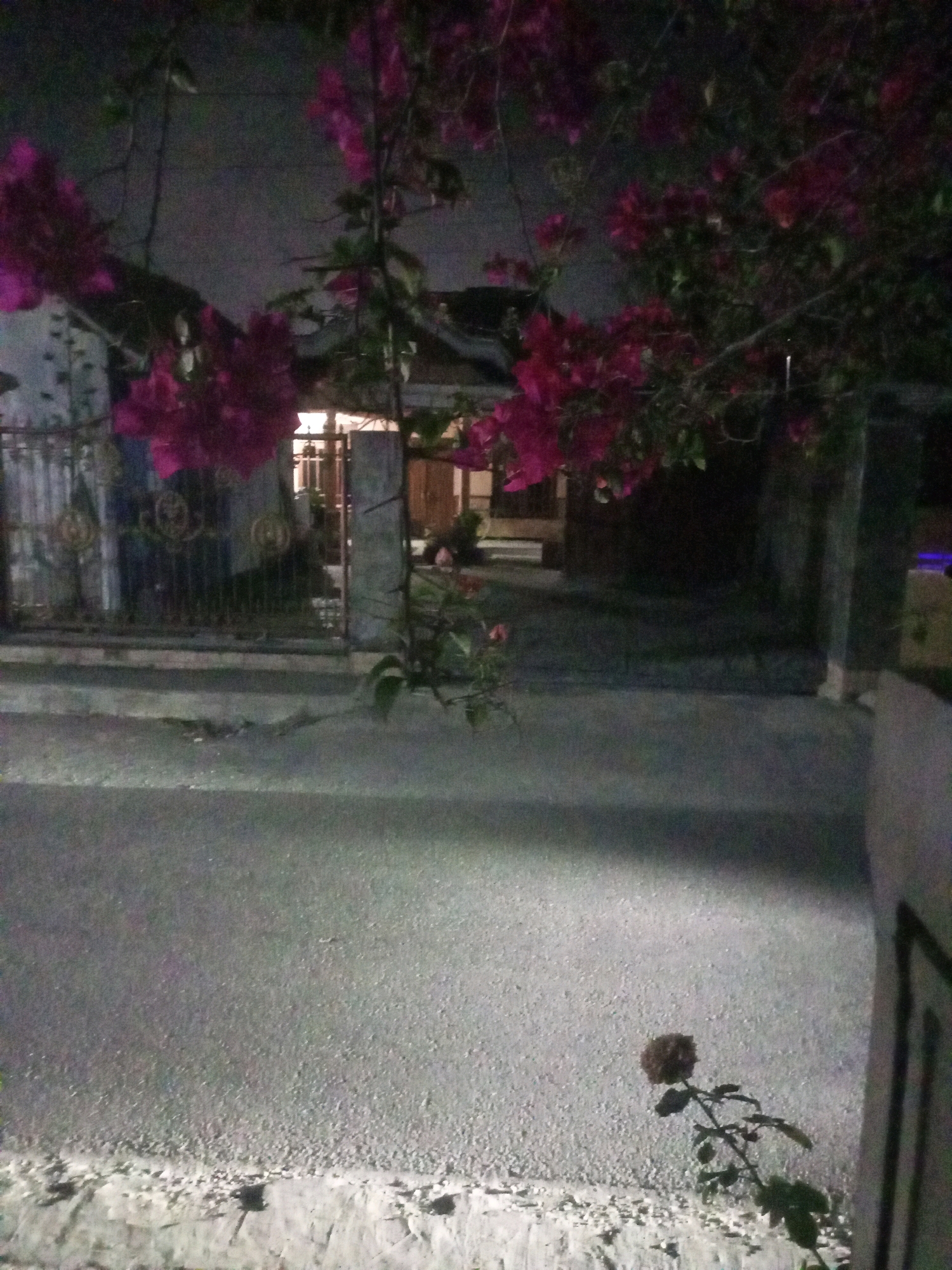 The image depicts a nighttime scene in the city of Ngasem, Indonesia, focusing on a residential area with a street in the foreground. A prominent bougainvillea plant with bright pink flowers hangs over a dark, paved road. Behind the plant, a house with a lit interior and a decorative metal fence is visible. The overall atmosphere is quiet and somewhat mysterious due to the low light conditions.