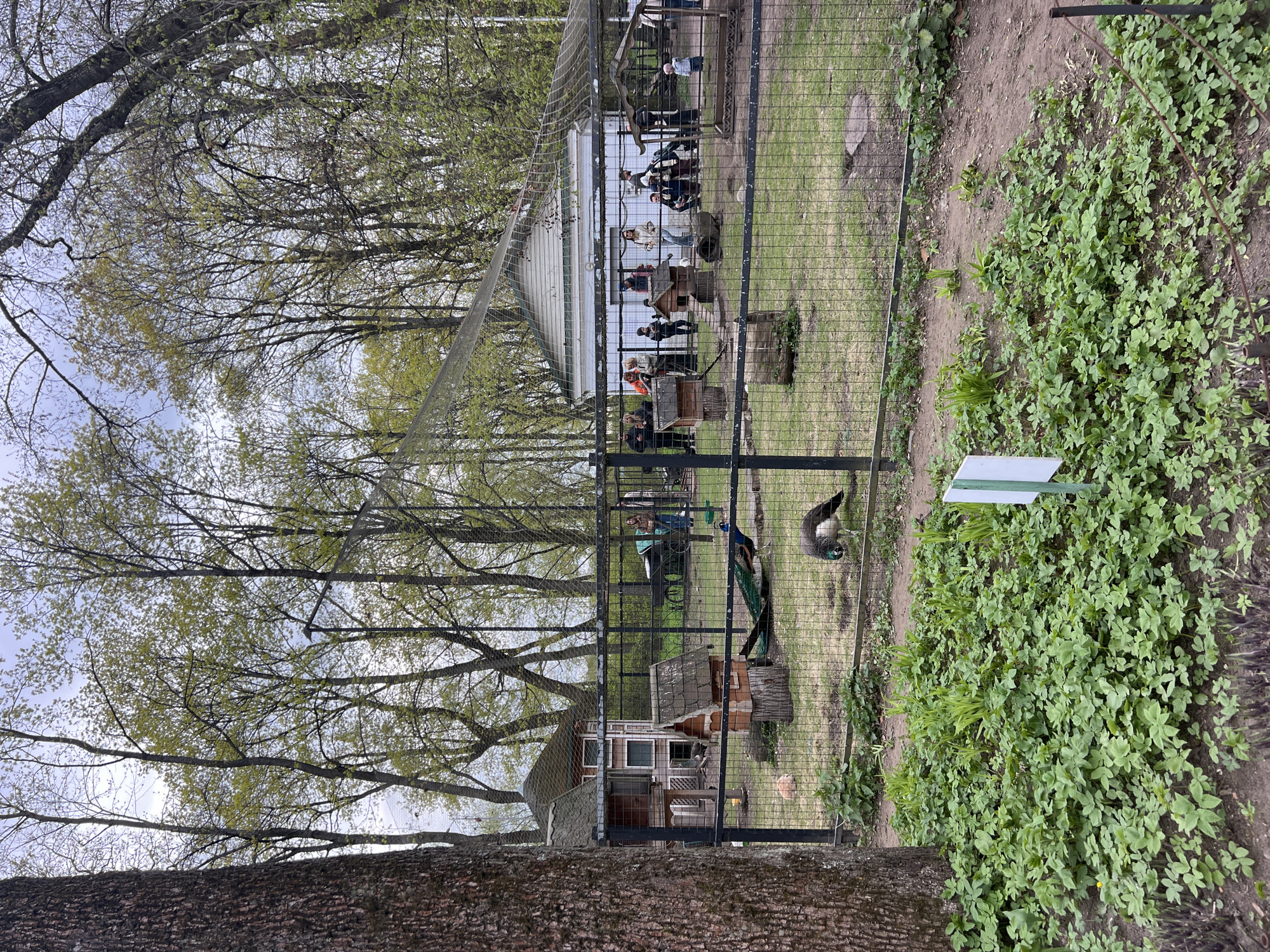 The image depicts an outdoor enclosure, likely in a zoo or park in Saint Petersburg, Russia, as inferred by the surrounding environment. The enclosure has a wire mesh fence. Inside the enclosure are peacocks. Also visible inside the enclosure are wooden structures that might be bird houses. Outside the enclosure, on the left side of the image, are trees with budding leaves. There is a tree trunk on the lower left side of the image. On the right side of the image, outside the enclosure, is a patch of green ground cover and a white sign on a post. Behind the peacocks' enclosure is a larger enclosed structure with what appears to be visitors inside of it. The lighting suggests it is daytime with partially overcast conditions.