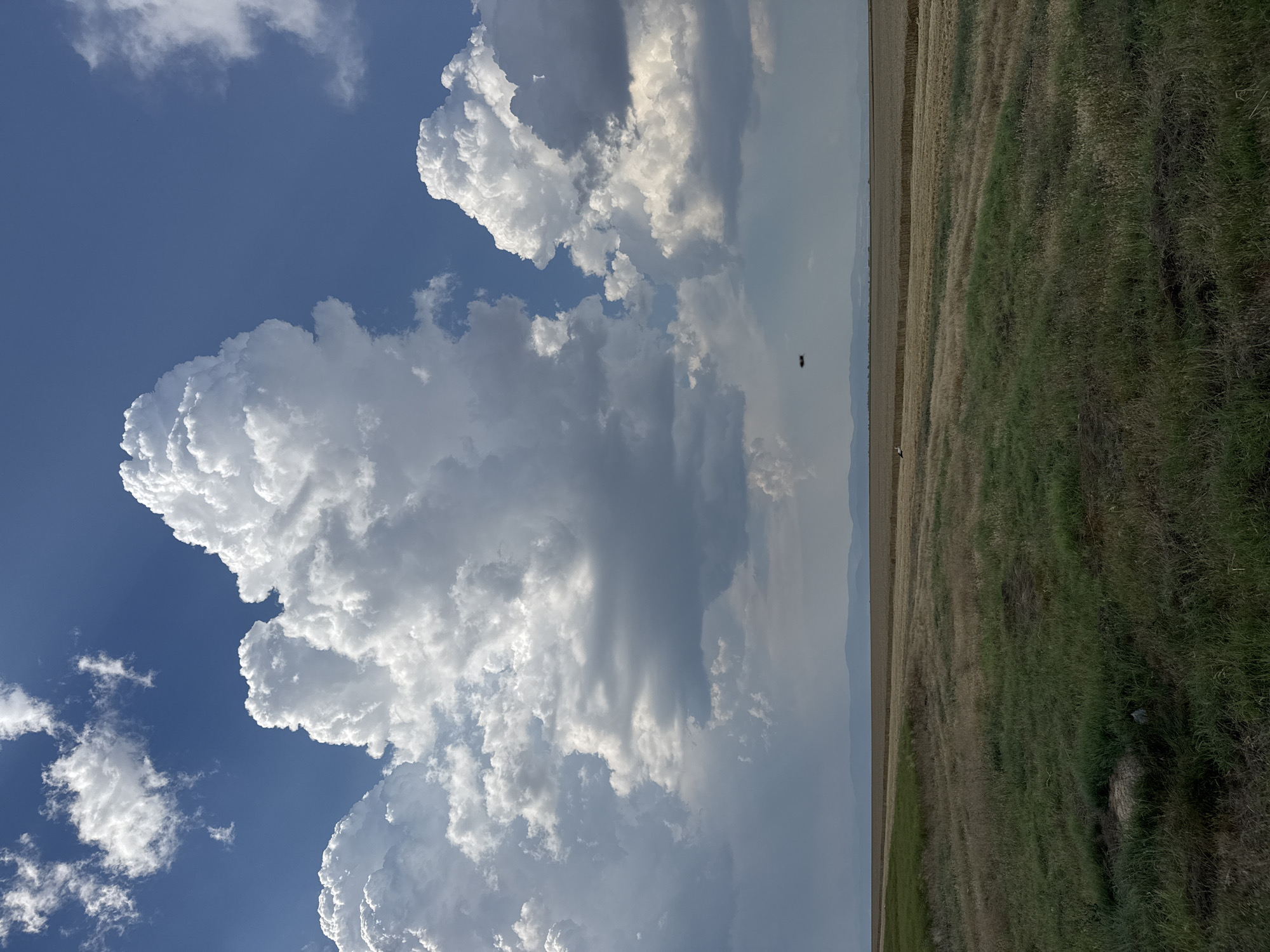 The image depicts a vast, open landscape under a dramatic sky. The scene is dominated by a towering cumulus cloud formation that spans a significant portion of the left side of the frame, illuminated by sunlight that creates stark contrasts between bright white and deep gray shadows. The sky above is a clear, vibrant blue, with smaller, wispy clouds scattered in the upper left corner.
To the right of the clouds, the landscape transitions into a cultivated field. The field appears to be either harvested or planted with a dry crop, exhibiting shades of tan and yellow, bordered by a strip of greener, taller grass. In the distance, a faint, hazy line suggests mountains or hills under a pale sky, indicating a wide, open geographical area.
There are two small, dark objects visible in the sky over the field, possibly birds or an aircraft, though their detail is minimal. Further down in the grassy area, a small dark object can be seen, its nature unclear from the image. The lighting suggests it is daytime, likely late afternoon or early evening, given the quality of light and the presence of dramatic cloud formations. The overall mood is one of natural grandeur and peaceful isolation. No text is visible in the image.