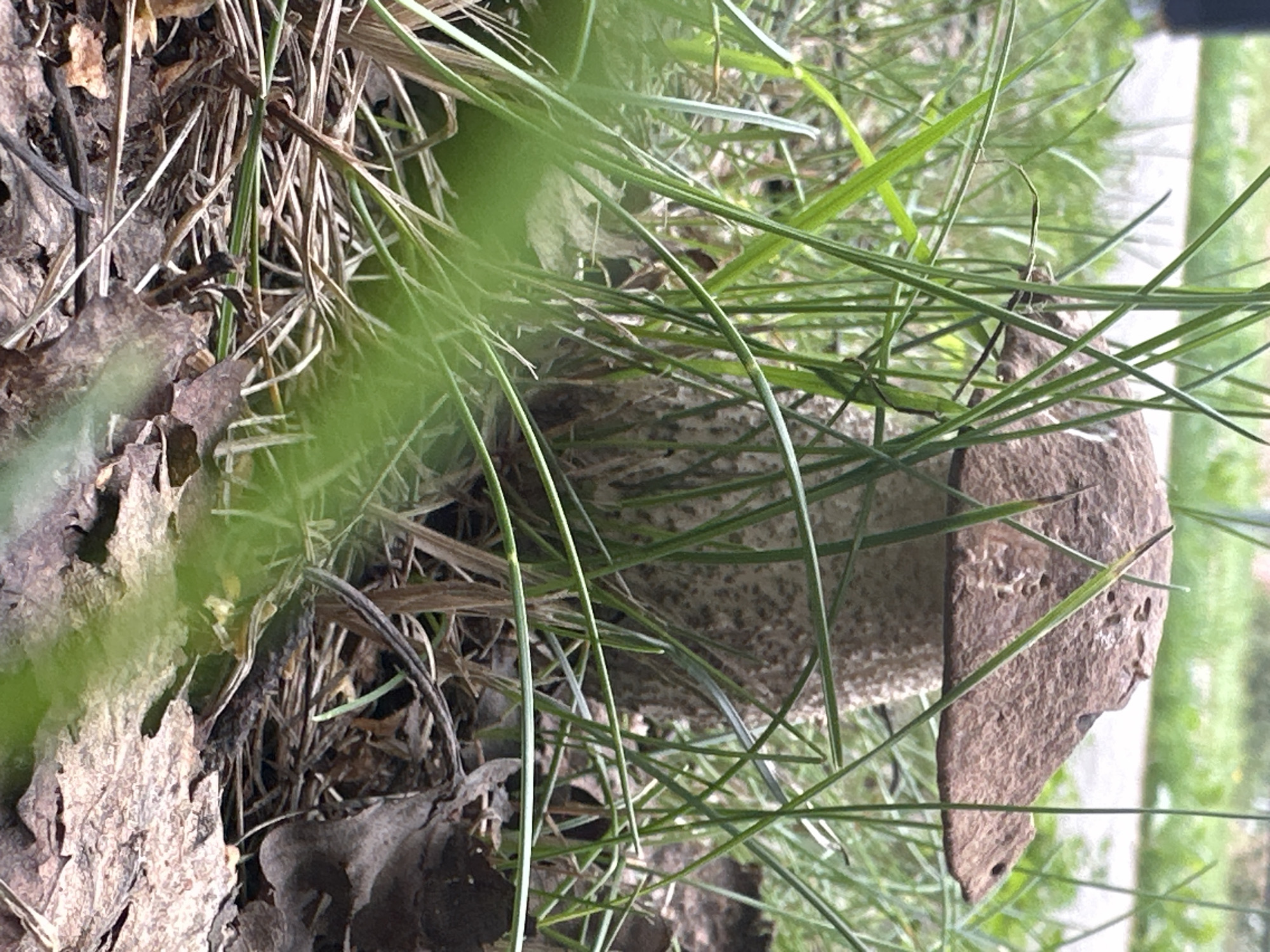 A close-up, low-angle shot captures a mushroom growing amongst tall, green grass and dried leaves on the ground. The mushroom has a brown, textured cap and a speckled, off-white stalk. The background is blurred, showing hints of green foliage and a greyish, paved surface, suggesting an outdoor, possibly urban or park-like setting within Chaikovsky, Russia. The lighting is natural, indicating daylight.