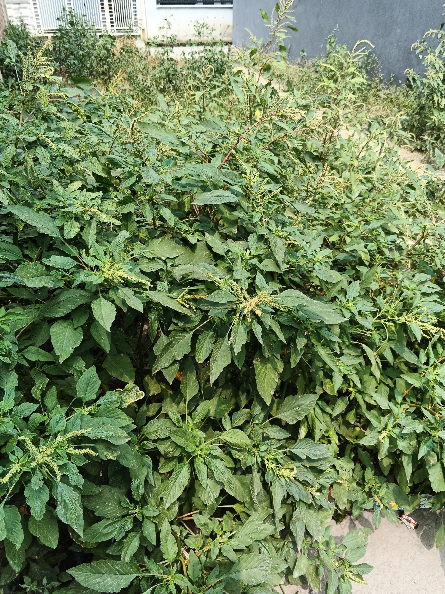 The image depicts a dense cluster of green plants, likely weeds, growing outdoors. The plants are lush and abundant, with many leaves and some visible seed stalks. In the background, a portion of a building with white, slatted windows is visible to the left, and a dark gray wall is to the right. A concrete or paved surface is visible at the bottom right of the image, with some colorful debris scattered on it. The scene suggests an unkempt area, possibly a vacant lot or the edge of a property in Gandasari, Indonesia. There are no people or animals visible in the image.