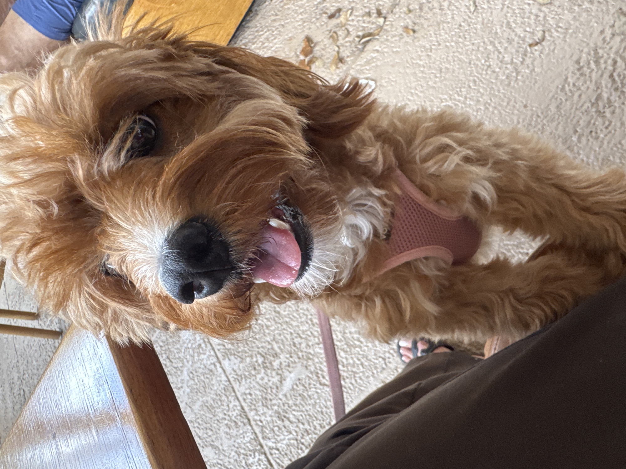 An apricot-colored, fluffy dog with white muzzle markings, resembling a Cavapoo, is depicted standing on its hind legs in an outdoor setting in Boca Raton, United States of America. The dog's front paws rest against the dark brown-trousered leg of a person seated to the left. The dog wears a pink mesh harness and has its mouth slightly open, revealing a pink tongue. A matching pink leash extends from the harness towards the person's leg. The ground is a light-colored, textured surface, possibly concrete or tiles, with scattered dried leaves. In the upper left background, a reflective wooden tabletop is visible, alongside blurred wooden chair legs. A partial view of a person wearing a blue sleeve is discernible in the upper right background.