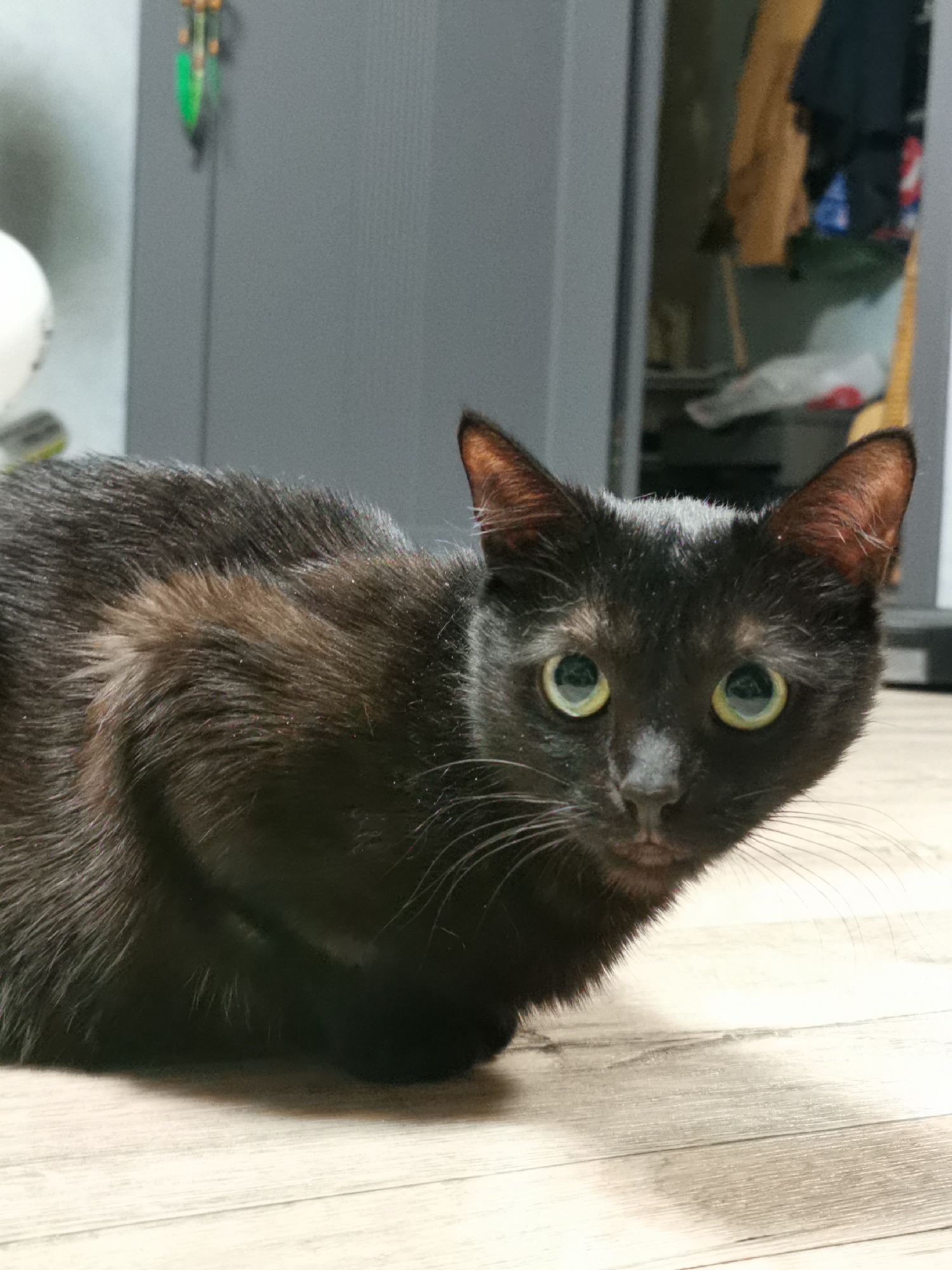 A black cat with striking yellow-green eyes is the central subject of the image, captured indoors. Its fur is predominantly black, but hints of reddish-brown are visible on its back and inside its ears, suggesting a possible sun-bleached effect or an underlying hue. Small specks, possibly dust or pet dander, are scattered on its fur.
The cat is in a low, crouching, or resting pose on a light-colored wooden floor, which features distinct grain patterns. It is looking directly towards the viewer with an alert and curious expression.
In the blurred background, a dark grey cabinet or door is visible, contributing to a modern indoor setting. To the left, a portion of a white, spherical object can be seen. A decorative item, possibly a charm or small ornament with green elements, hangs in the upper left background against the grey surface.
The lighting appears bright and even, illuminating the cat's features clearly. There is no visible text in the image. The time of day cannot be determined, but the scene is clearly set indoors.