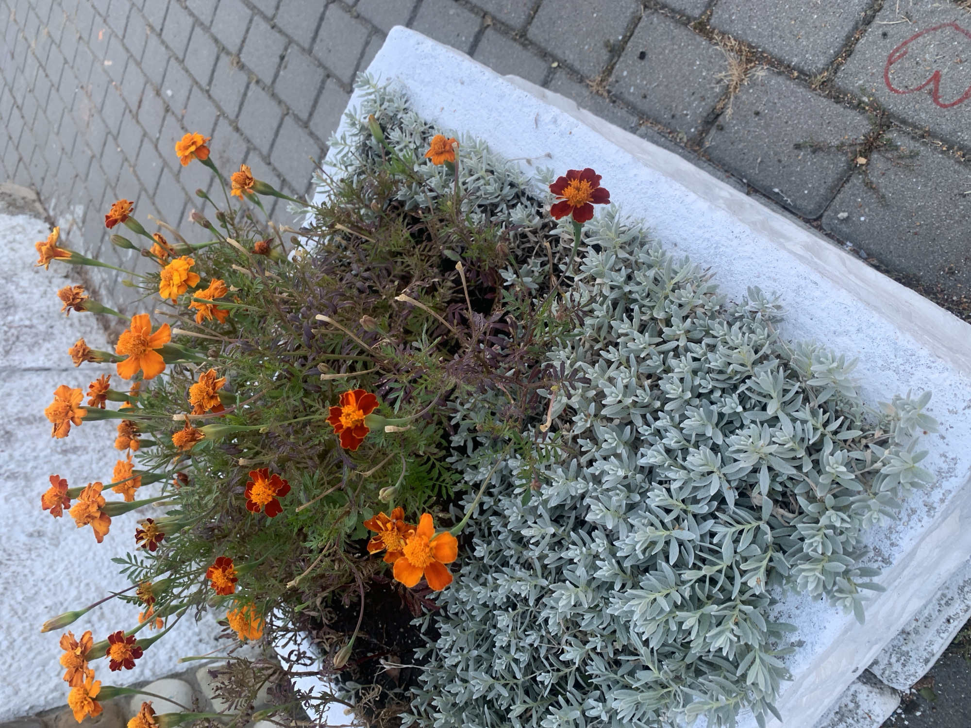The image shows a white rectangular planter box filled with plants. The planter is positioned on a paved area constructed of grey interlocking pavers. The planter contains two distinct types of plants: in the foreground, a low-growing, bushy plant with small, silvery-green leaves, and behind it, a taller plant with thin stems and orange and red flowers, identified as marigolds. Some of the marigold flowers are fully bloomed, while others are still buds. The background shows a textured white wall and the grey paved area. The lighting suggests it is daytime. There are no people or animals visible in the image. The scene is located in the city of Kolomyia, Ukraine.