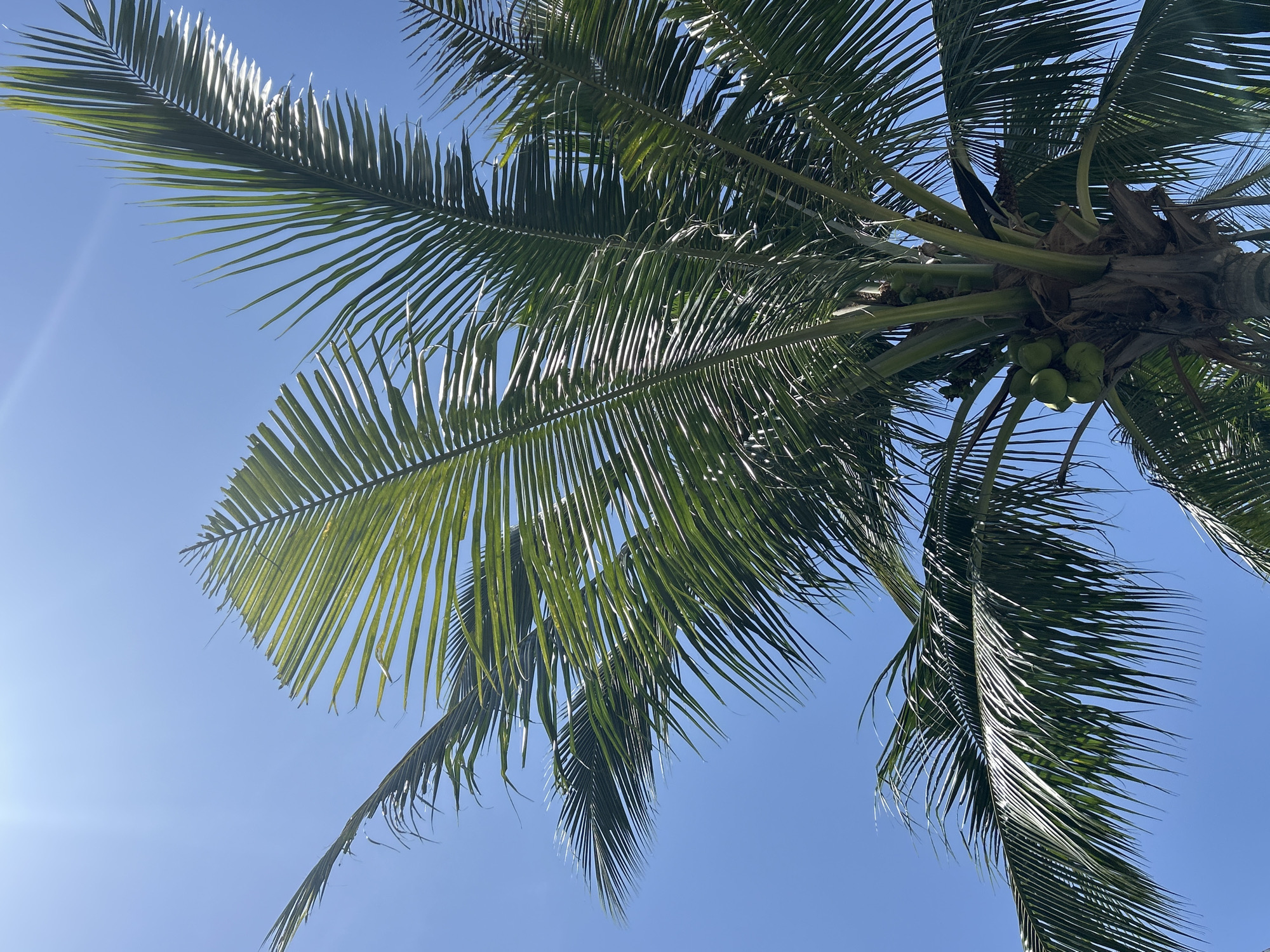 In Ratsada, Thailand, a close-up shot captures a coconut palm tree against a clear blue sky. Sunlight streams from the upper left, illuminating the fronds and highlighting the texture of the palm's trunk. Several green coconuts are visible clustered on the tree. The image focuses on the upper part of the palm, with its leaves dominating the frame.