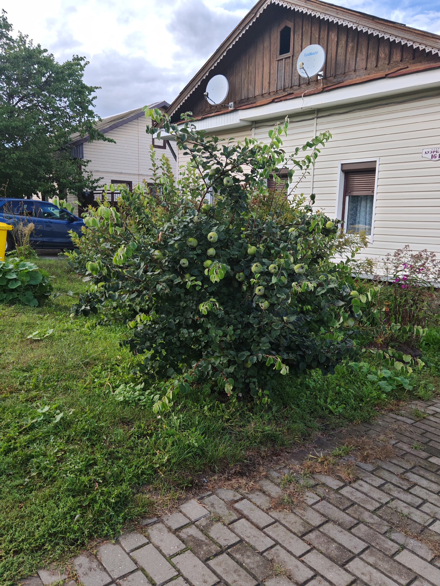 The image depicts an outdoor scene in Homyel, Belarus, featuring a house with beige siding and a wooden gable. Two satellite dishes are mounted on the roof. In front of the house, a large, green fruit-bearing tree is prominent, with numerous green fruits visible. Adjacent to the tree is a patch of green grass. To the left, a portion of a blue vehicle and a yellow trash can are visible. A paved walkway made of interlocking concrete blocks runs along the bottom right of the image. The sky is cloudy.