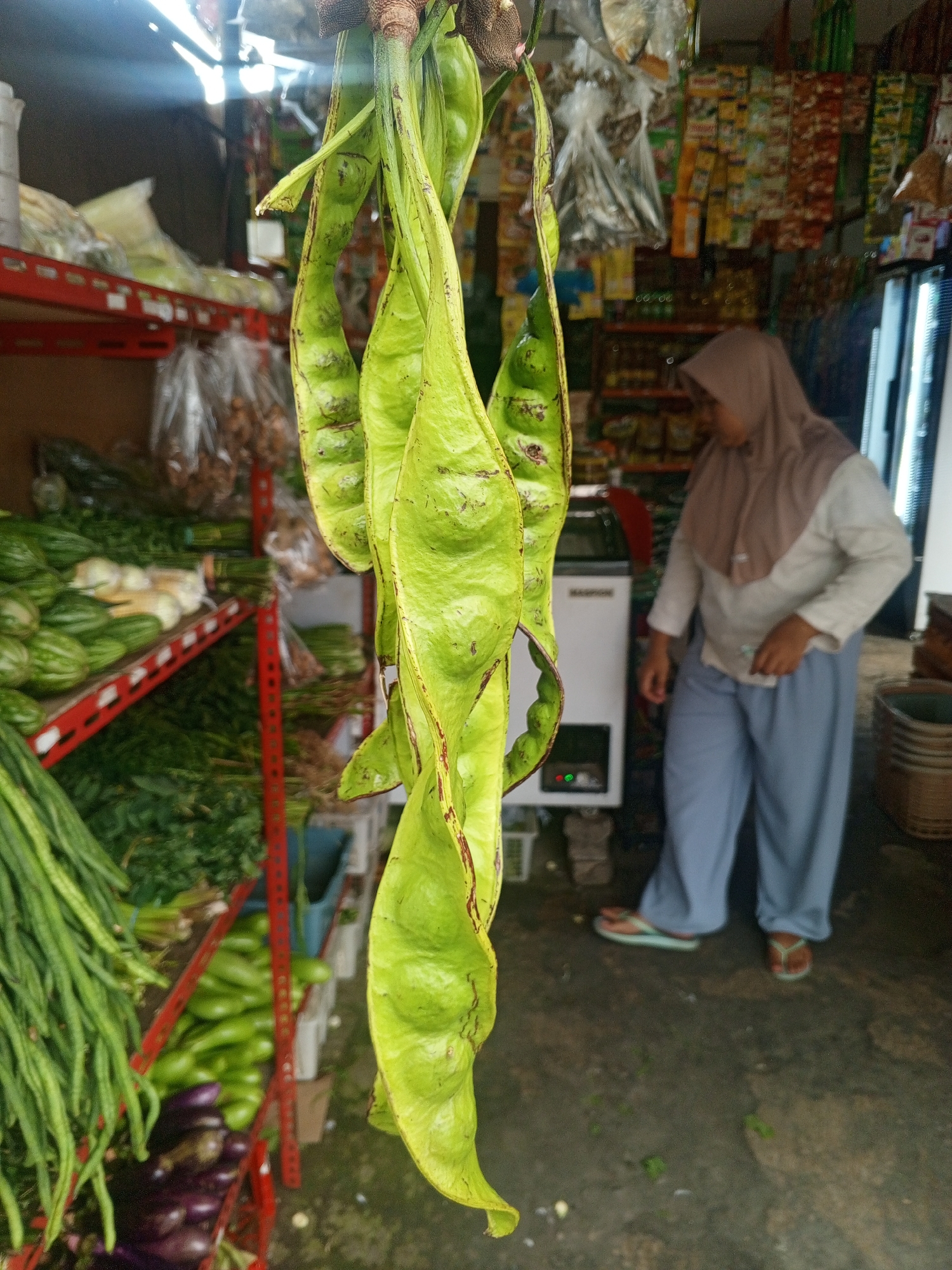 A woman in a light brown hijab and blue pants stands in what appears to be a small grocery store or market stall in Sumbersari, Indonesia. She is looking down and to her left, her hands are not visible. In front of her, a white refrigerator with a small screen showing two green lights is visible. To the left of the woman, several bunches of bright green, large, flat pods hang from the ceiling, obscuring some of the background. These pods are likely petai, a common ingredient in Indonesian cuisine.
Behind the pods and to the left, shelves are stocked with fresh produce. Bunches of long green beans and leafy green vegetables are visible. Further back, on the shelves, are rows of green vegetables, possibly eggplants or gourds, and some onions. Bags of other goods are also visible on the shelves. The stall appears to be indoors, with sunlight filtering in from the left, suggesting it is daytime. The overall impression is of a typical market scene in Indonesia, focusing on fresh produce and local goods. The lighting is somewhat dim in the background, with the hanging pods brightly lit by the sunlight.