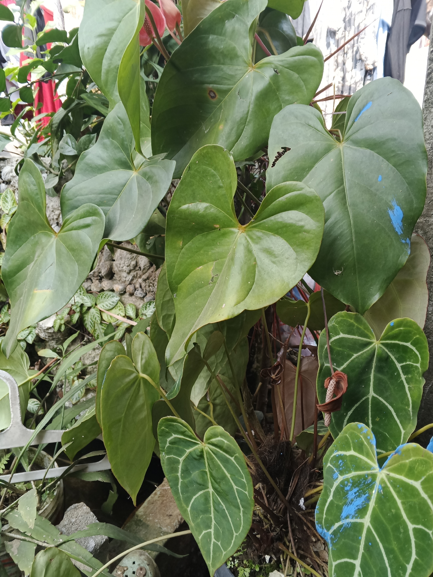This is a close-up, eye-level, outdoor photograph of a cluster of Anthurium plants, also known as flamingo flowers, in Warungkiara, Indonesia. The leaves of the plants are a deep, glossy green and vary in size and shape, with some appearing heart-shaped and others more elongated. Several leaves have a prominent network of lighter green veins. One large leaf on the right side of the frame has splotches of bright blue paint on its surface. Another leaf, to the lower right, also exhibits blue paint. A small, brown, dried flower spadix is visible amongst the foliage. The background consists of a textured, greyish wall and some indistinct foliage. The lighting suggests it is daytime, likely overcast or in shade, as there are no strong shadows. There are no people or animals present in the frame.