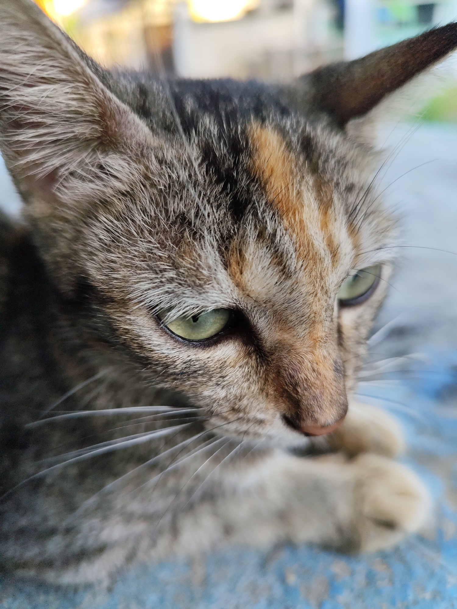 A close-up, eye-level shot focuses on the face of a tabby kitten. The kitten's fur exhibits a pattern of grey, brown, and orange stripes. Its eyes are a striking green. The background is softly blurred, showing hints of an outdoor environment with yellow and green tones. The kitten appears to be resting on a textured blue surface.