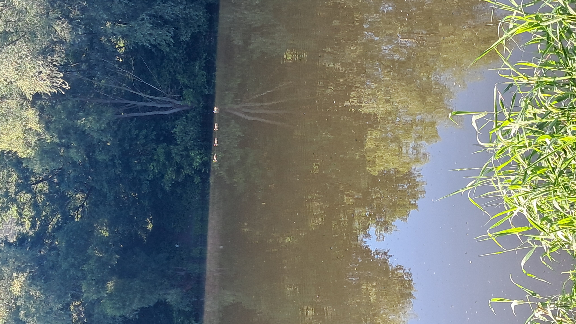 The image depicts a serene natural scene, likely in Vinnytsia, Ukraine, during daylight hours. The composition is split between lush green trees and the calm surface of a body of water. On the left side, dense foliage from trees dominates, with sunlight filtering through the leaves, creating dappled patterns. The right side of the image is a reflection on the water.
The water's surface mirrors the trees and sky, with the reflections appearing somewhat distorted due to ripples. The water itself is a muted brown or greenish hue, suggesting it might be a river or pond. Along the right edge of the water, tall, vibrant green reeds or grass are growing, adding another layer of natural texture to the scene.
In the water, near the transition between the trees and the reflection, a line of three small, white objects can be seen. These appear to be ducklings swimming in a row, their reflections also visible beneath them. Their presence suggests a peaceful, natural habitat. The overall mood of the image is tranquil and idyllic, evoking a sense of calm and quietude. There is no visible text in the image.