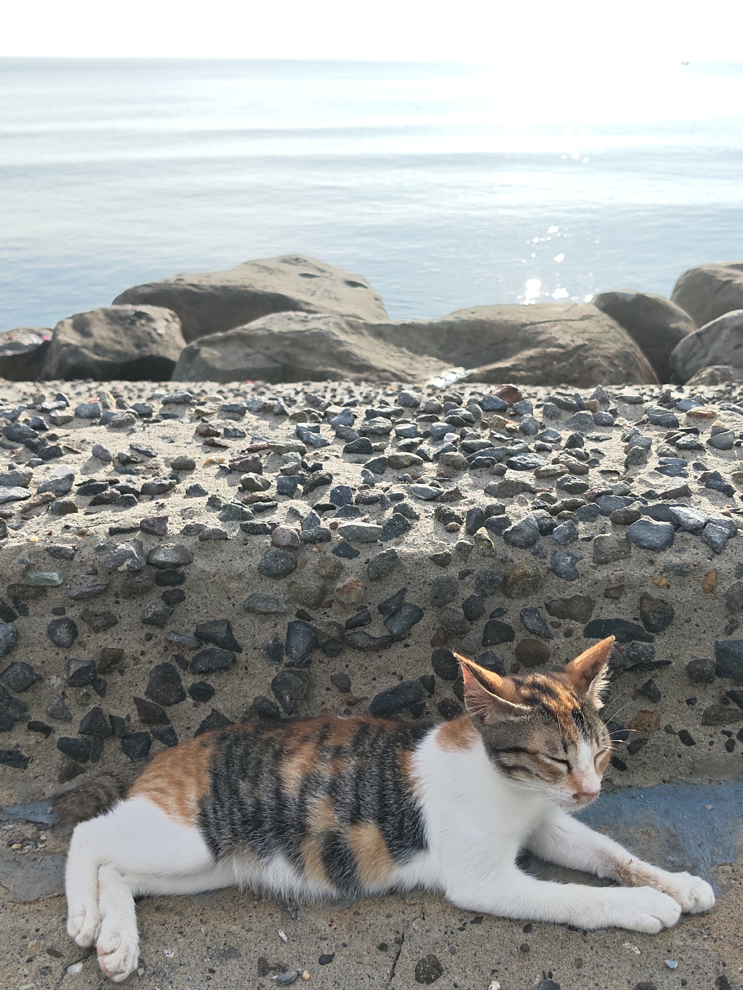 A cat lies in the sun, resting on a concrete sea wall at the coast. The cat is calico, with white, orange, and dark grey fur. It is lying down with its eyes closed. Behind the sea wall is a beach with rocks and the ocean. The ocean is light blue with sunlight reflecting on its surface. The location is likely the coast of Lhokseumawe, Indonesia.