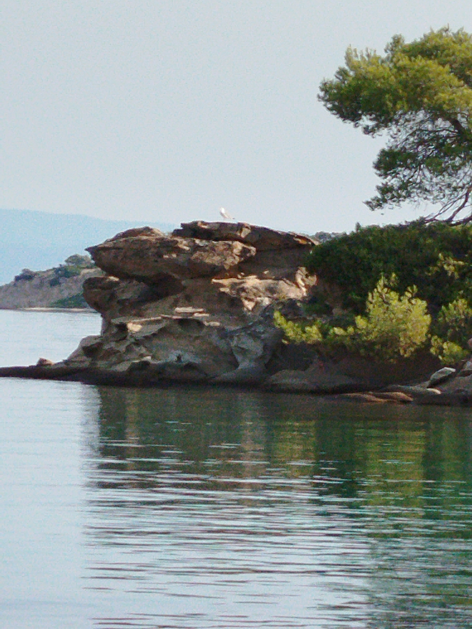 A rocky island with a tree on top juts out of the water. A seagull stands on the rocks near the top of the island. The water is calm and reflects the sky and the island. The sky is clear and pale blue. The scene appears to be in a natural setting, possibly a coastal area.