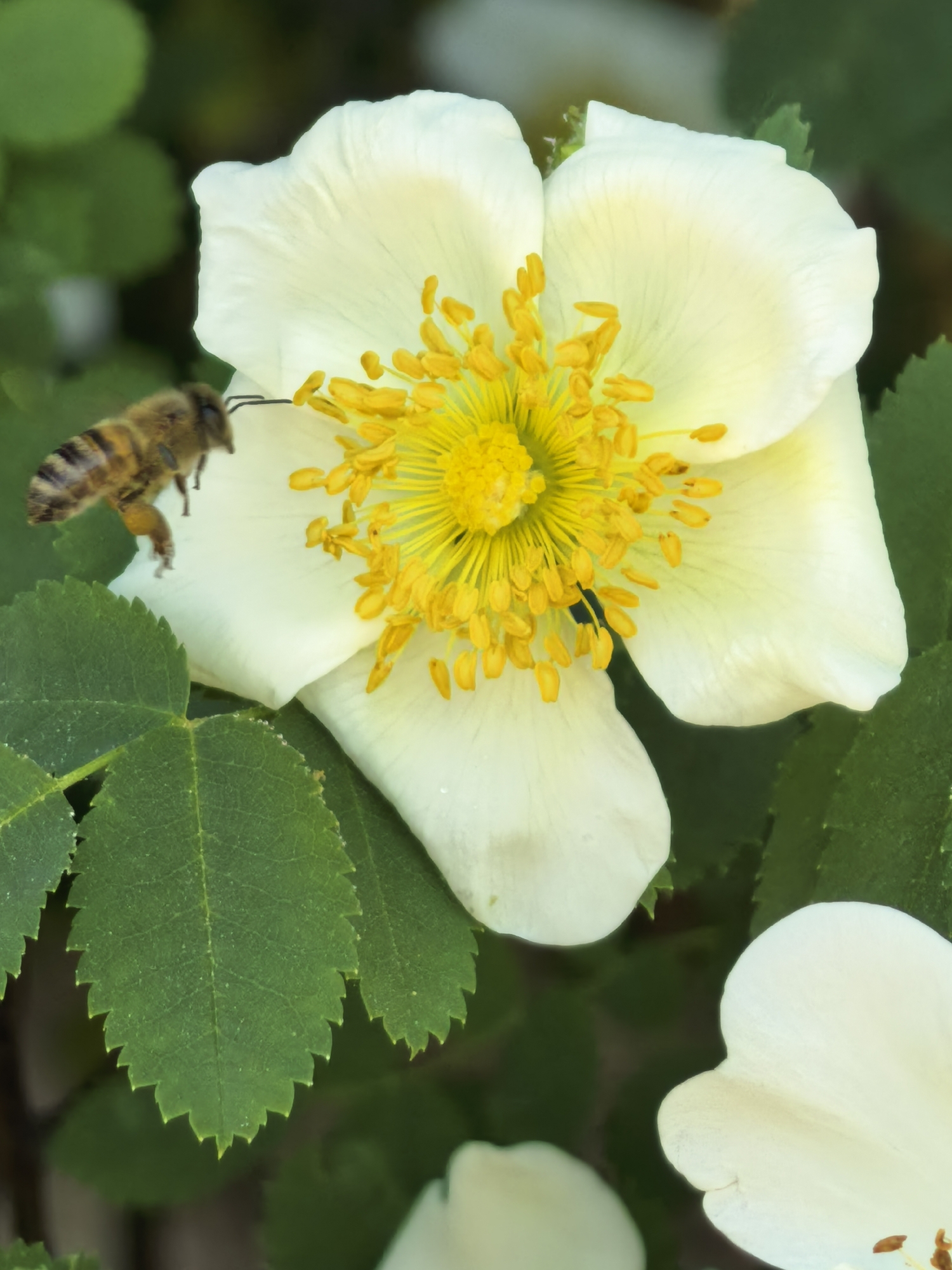 A honeybee hovers near a white flower with a bright yellow center. The flower is surrounded by green leaves with serrated edges. Another white flower is partially visible in the lower right corner.
The scene appears to be outside due to the natural lighting and presence of foliage. There is no information to determine that the photo was taken in the city of Sterlitamak, Russia.