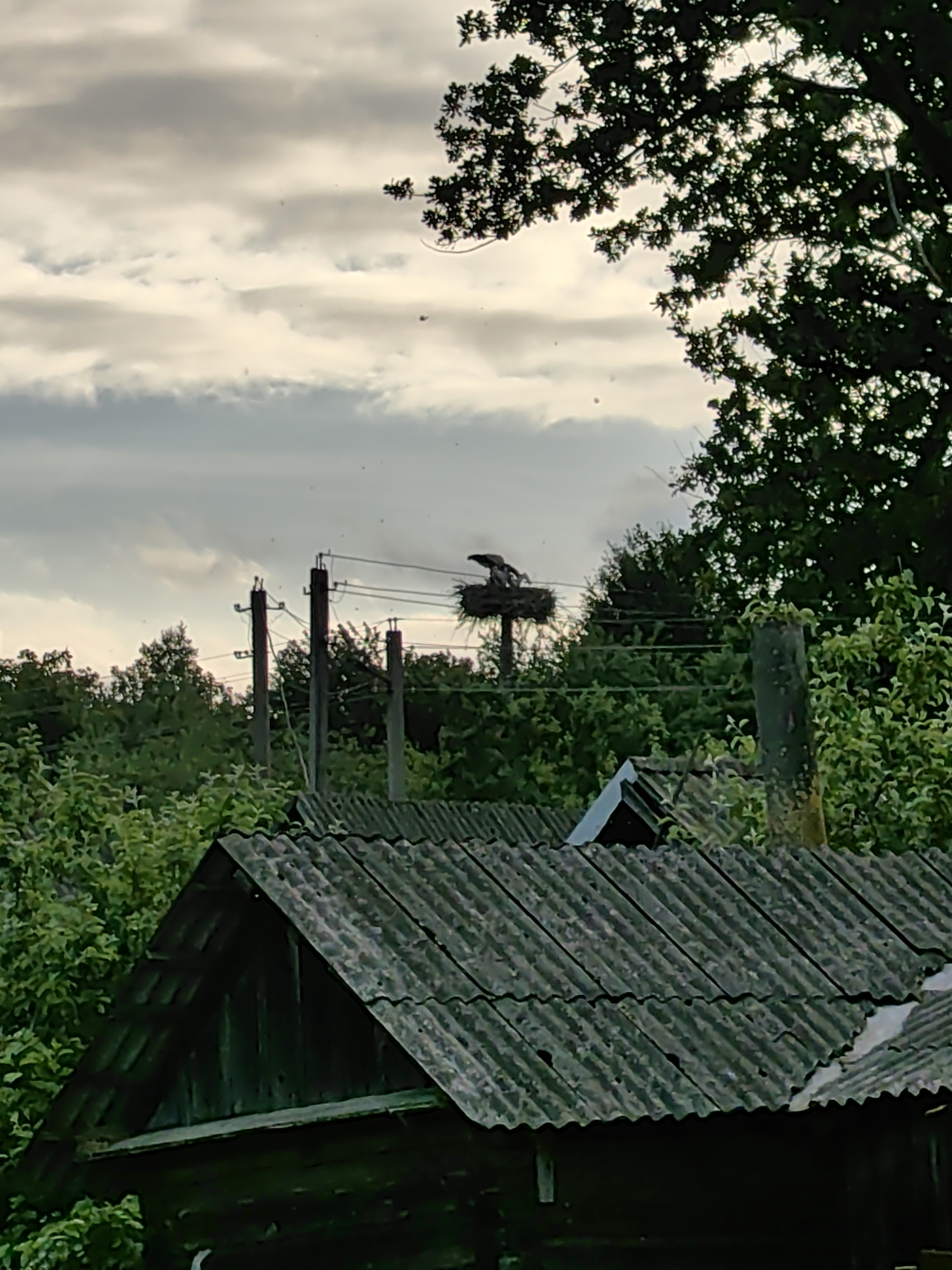 The image captures an outdoor scene with a focus on a bird's nest atop a utility pole against a cloudy sky. In the foreground, the corrugated metal roof of a dark wooden structure is visible, suggesting a rural or semi-rural setting. Lush green foliage surrounds the structure and utility poles. In the mid-ground, several utility poles with wires are present. The main subject is a large nest situated on top of a utility pole, with a bird perched on its edge, appearing to be a stork or similar large bird. The sky is filled with overcast, light-colored clouds, and the overall lighting suggests it is late afternoon or early evening. The location is identified as Дзямідавіцкі сельскі Савет, Belarus, implying a rural Belarusian landscape.
