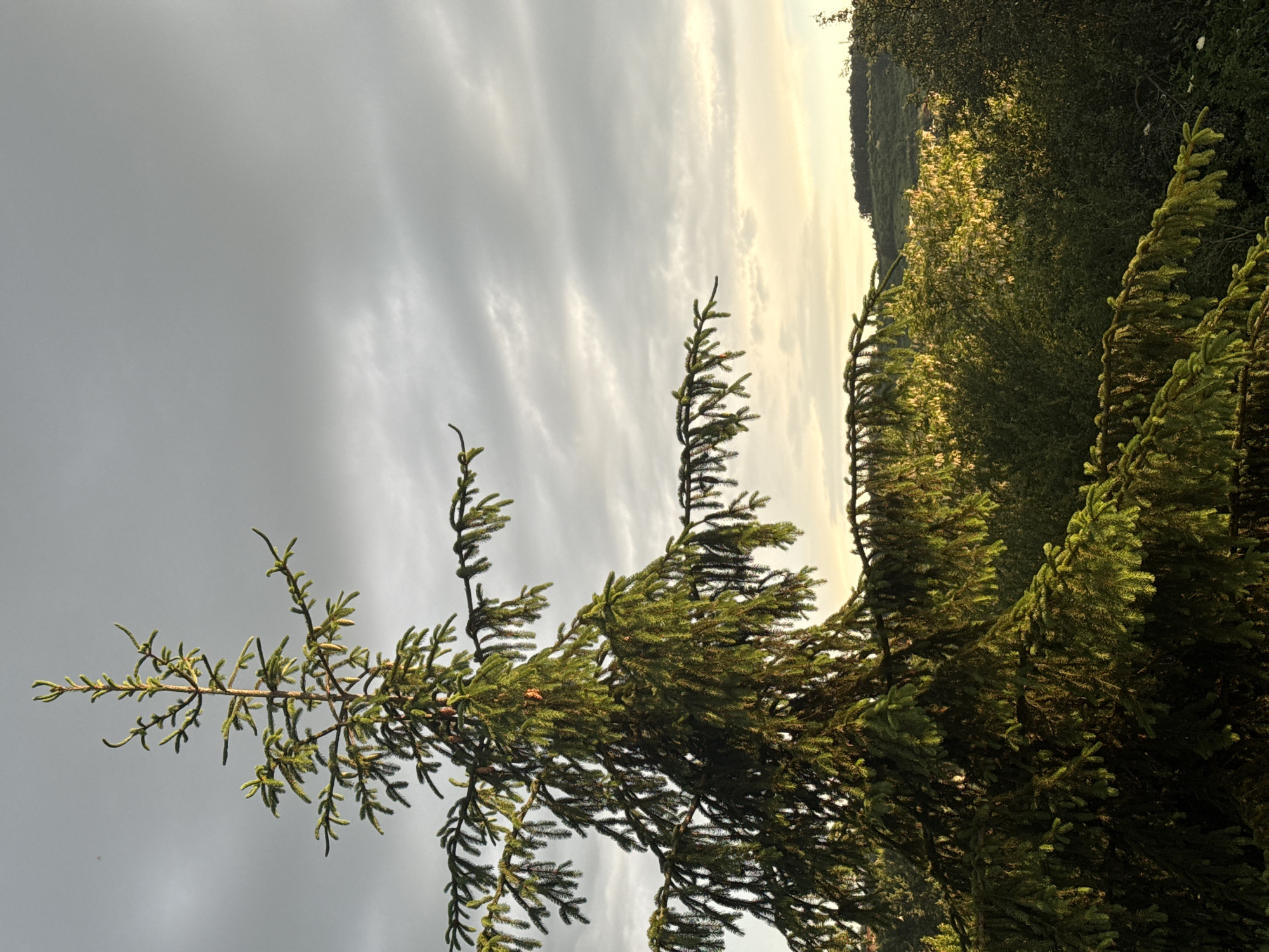 A close-up, low-angle shot captures a tall evergreen tree in the foreground, its branches reaching towards a cloudy sky. The tree's needles are a vibrant green, illuminated by the golden light of what appears to be either sunrise or sunset. In the background, a lush, green landscape unfolds with rolling hills covered in dense vegetation. The sky is overcast with scattered clouds, some of which are tinged with yellow from the low-hanging sun. This scene is located in Marchaevo, Bulgaria.
