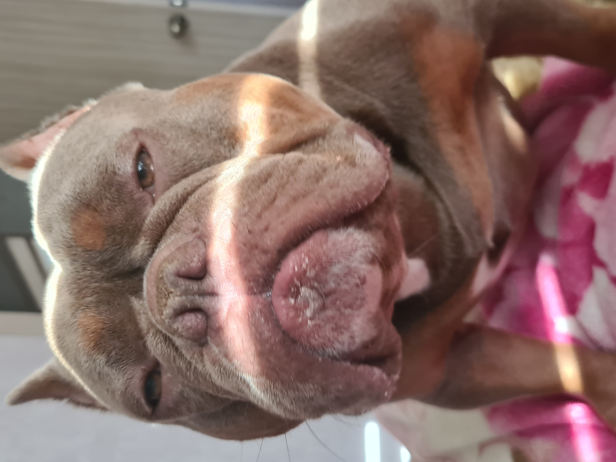 This is a close-up, sideways shot of a dog's face, possibly an American Bully breed due to its muscular build and characteristic facial features. The dog is light brown with darker brown markings. Sunlight streams across its face, highlighting its wrinkles and the texture of its fur. The dog's eyes are partially visible and appear to be a warm brown color. Its nose is prominent, with visible nostrils and some dry skin or peeling around the edges. The dog's mouth is closed, and its jowls are relaxed. A pink and white patterned blanket or fabric is visible in the background, suggesting the dog might be resting or lying down. The lighting suggests it could be daytime, possibly indoors near a window. No text is visible in the image. The overall impression is one of a relaxed and comfortable pet.
