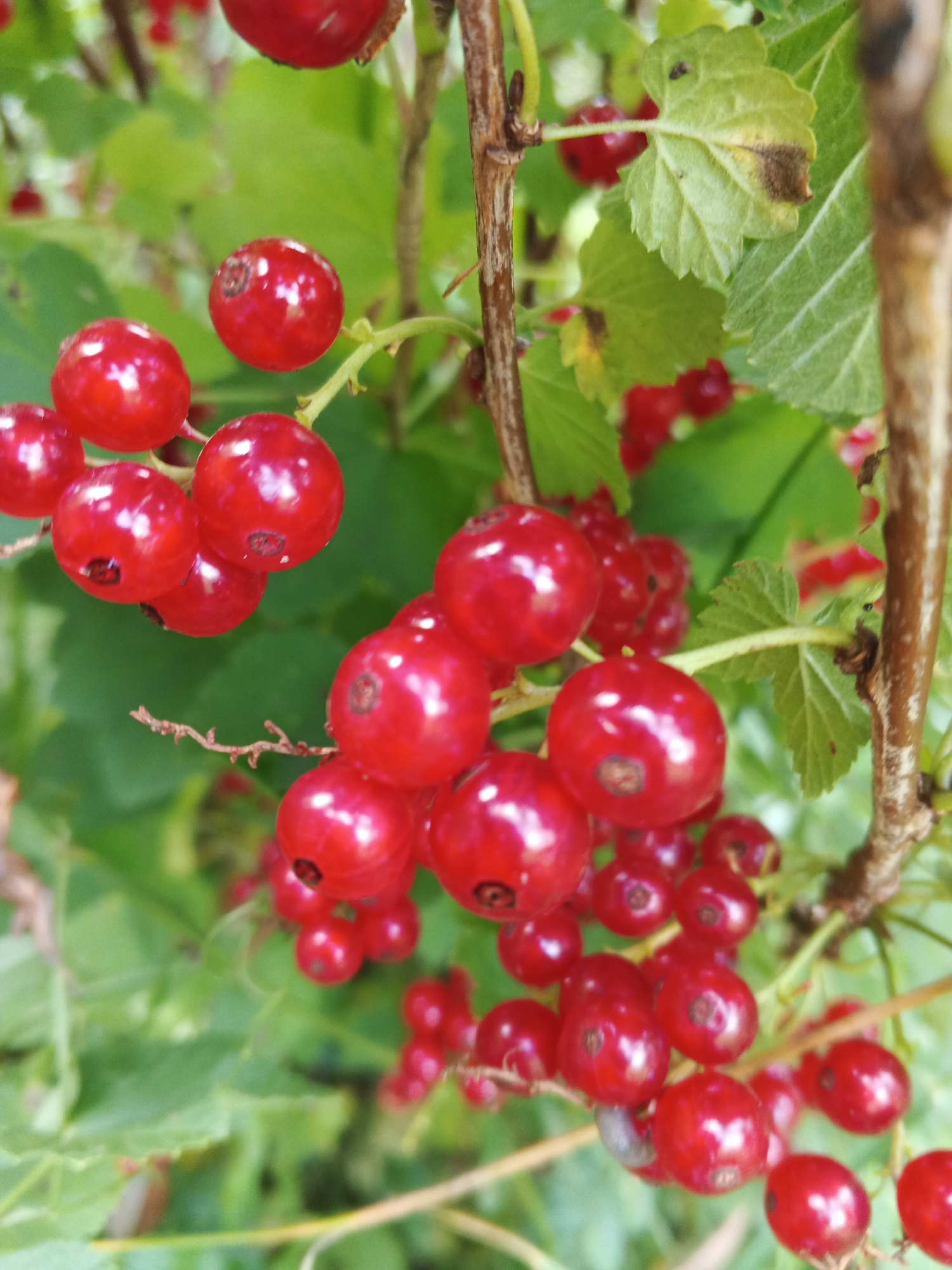 A close-up, vertically oriented photograph captures a cluster of ripe red currants hanging from a branch. The berries are small, round, and a deep, glossy red, with subtle darker spots visible on some. They are arranged in bunches along thin, green stems. The background consists of out-of-focus green leaves and brown branches, suggesting an outdoor, natural setting. The lighting is bright, highlighting the reflective surfaces of the currants. There are no people, animals, or man-made structures visible in the image. The photograph appears to be taken in the city of Suvorov, Russia, where red currants are a common fruit grown in gardens and natural areas.