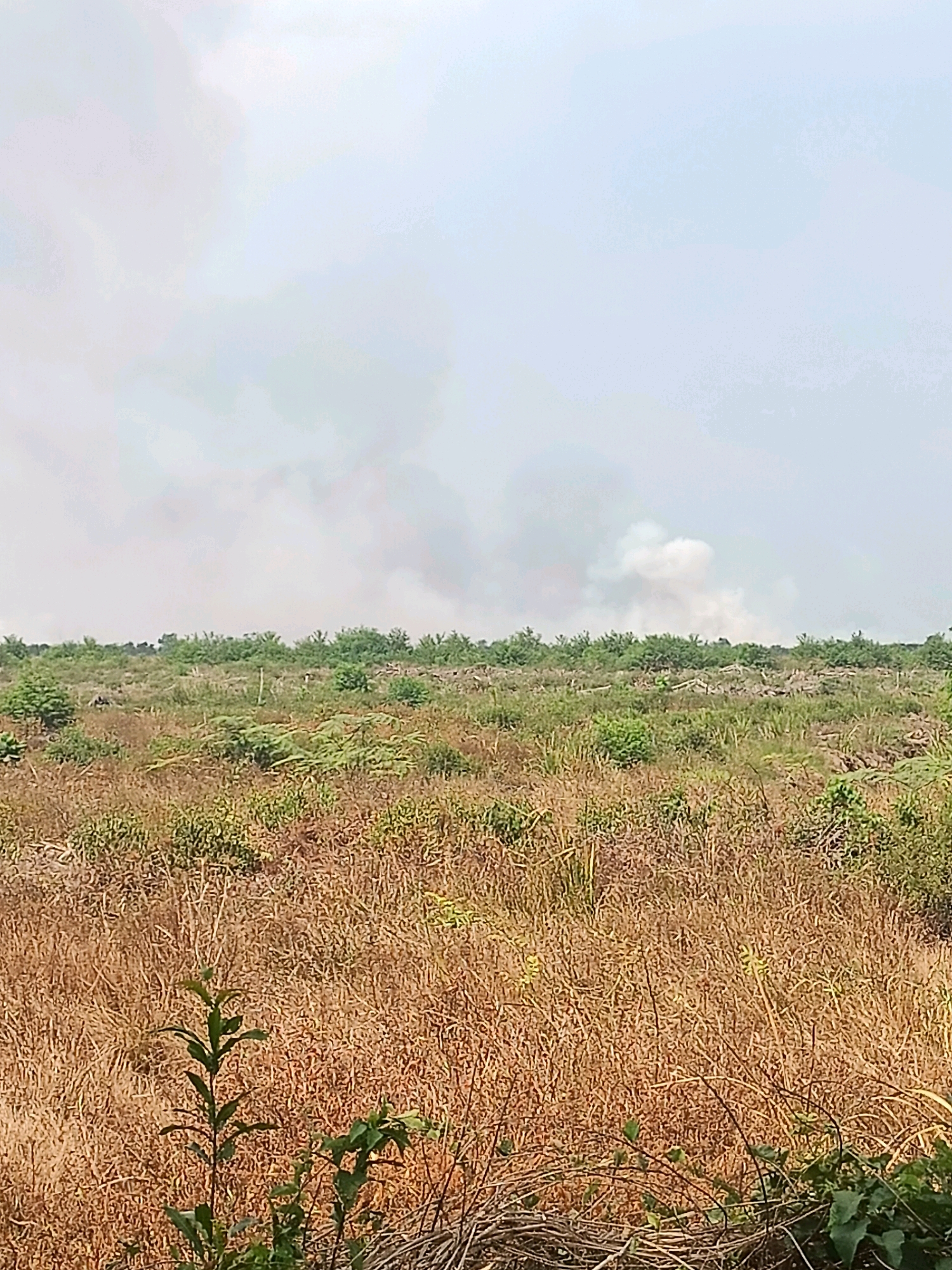 A landscape view captures a scene in Sungai Rutas Hulu, Indonesia, dominated by dry, golden grass in the foreground and middle ground. Scattered green vegetation, some appearing as bushes or young trees, breaks the monotony of the dry grass. In the distance, a line of green trees and shrubs forms the horizon, beyond which a hazy sky is visible. A plume of white smoke rises from behind the distant vegetation, suggesting a fire or other atmospheric disturbance. The overall impression is one of a rural or wilderness area, possibly undergoing seasonal dryness or experiencing a controlled burn or wildfire. There are no people or structures visible in the image.