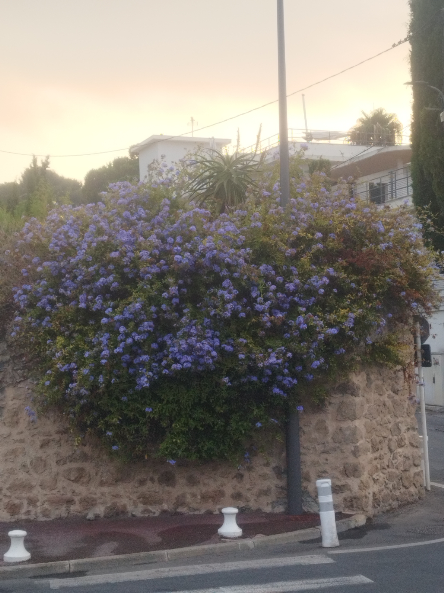 An outdoor, eye-level, medium shot captures a vibrant, overgrown bush laden with small, dense clusters of blue flowers. The bush is situated atop a rough-hewn stone wall, which forms a retaining wall for a sloped area. The background reveals a muted, hazy sky transitioning from a pale yellow at the top to a soft orange near the horizon, suggesting either dawn or dusk. Above and behind the bush, hints of a white building with a flat roof and balconies are visible, interspersed with lush green foliage. A tall, dark green evergreen tree stands to the far right, and a grey utility pole rises vertically in the center, cutting through the scene. In the foreground, a grey asphalt road with white crosswalk markings is visible, bordered by a concrete curb. White bollards and a white traffic delineator stand along the edge of the road. The overall impression is one of a lush, natural element contrasting with the built environment of a residential area in Antibes, France.