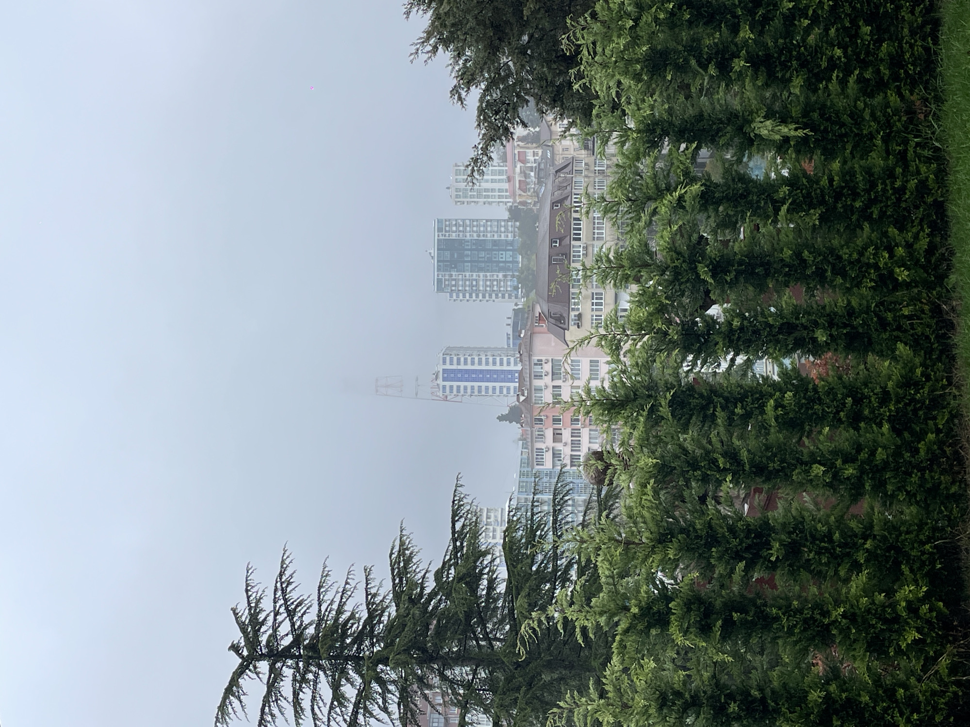 The image presents a view of Sochi, Russia, partially obscured by fog and foliage. The focus is on the urban landscape, where a mix of residential and commercial buildings, including high-rise structures, are visible. A construction crane peeks out from behind the buildings, indicating ongoing development in the area. The foreground is dominated by dense evergreen trees, partially framing the city skyline. The weather appears overcast, contributing to the muted color palette of the scene.