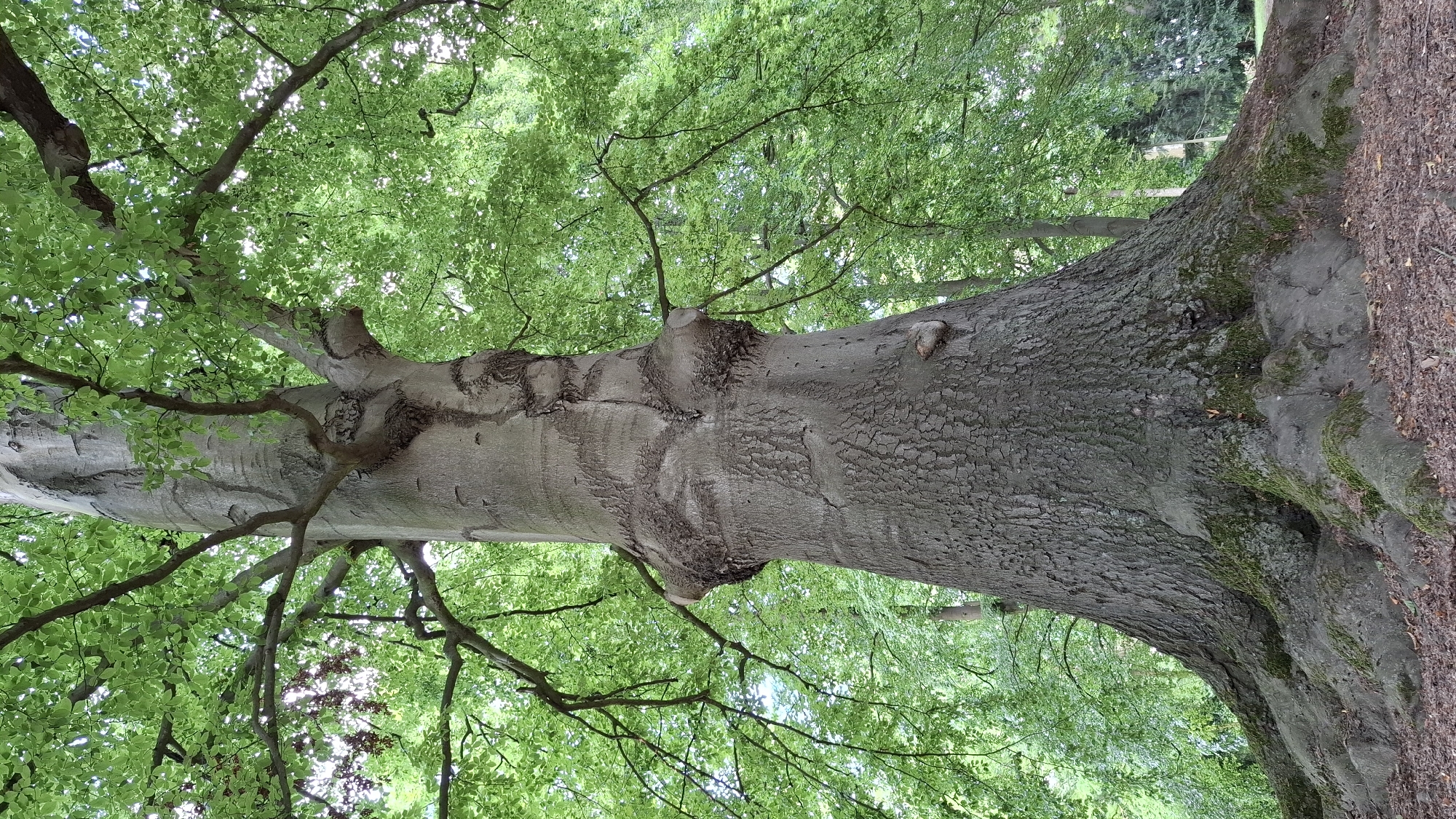 The image shows a large, old beech tree with a massive trunk and extensive root system. The tree is covered in lush green leaves, indicating it is summer. The trunk is thick and gnarled, with rough bark and some protruding branches. The roots are exposed and spread out across the ground, covered in moss in places. The background consists of more trees and foliage, suggesting a park or forest setting. There are no people or animals visible in the image. The location is not specified in Cologne, Germany.