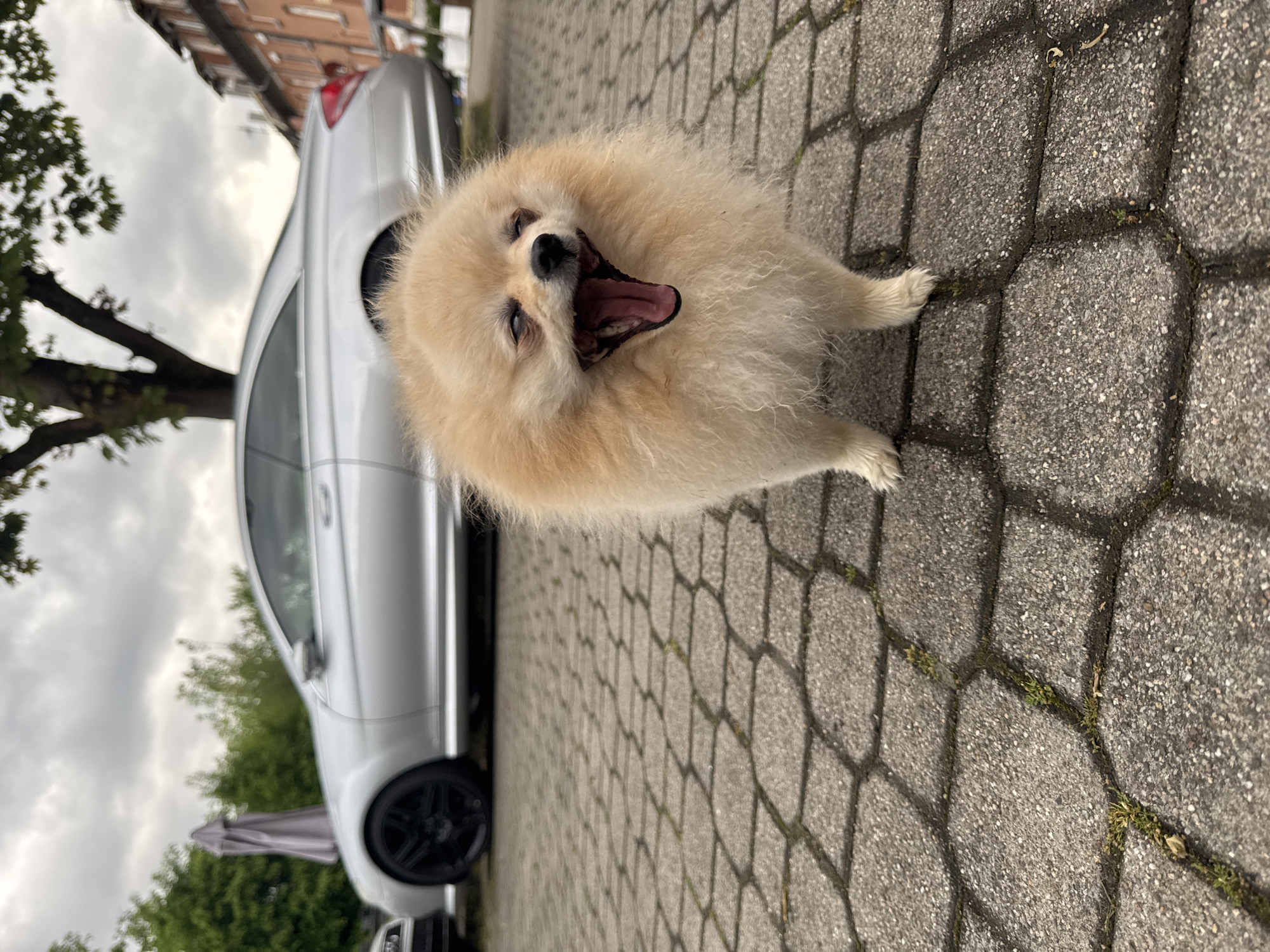 A Pomeranian dog is yawning on a paved surface in Bietigheim-Bissingen, Germany. The dog is light brown and fluffy, with its mouth wide open. Behind the dog is a silver car parked next to a tree. The paving stones are grey and set in a honeycomb pattern. The sky is overcast.