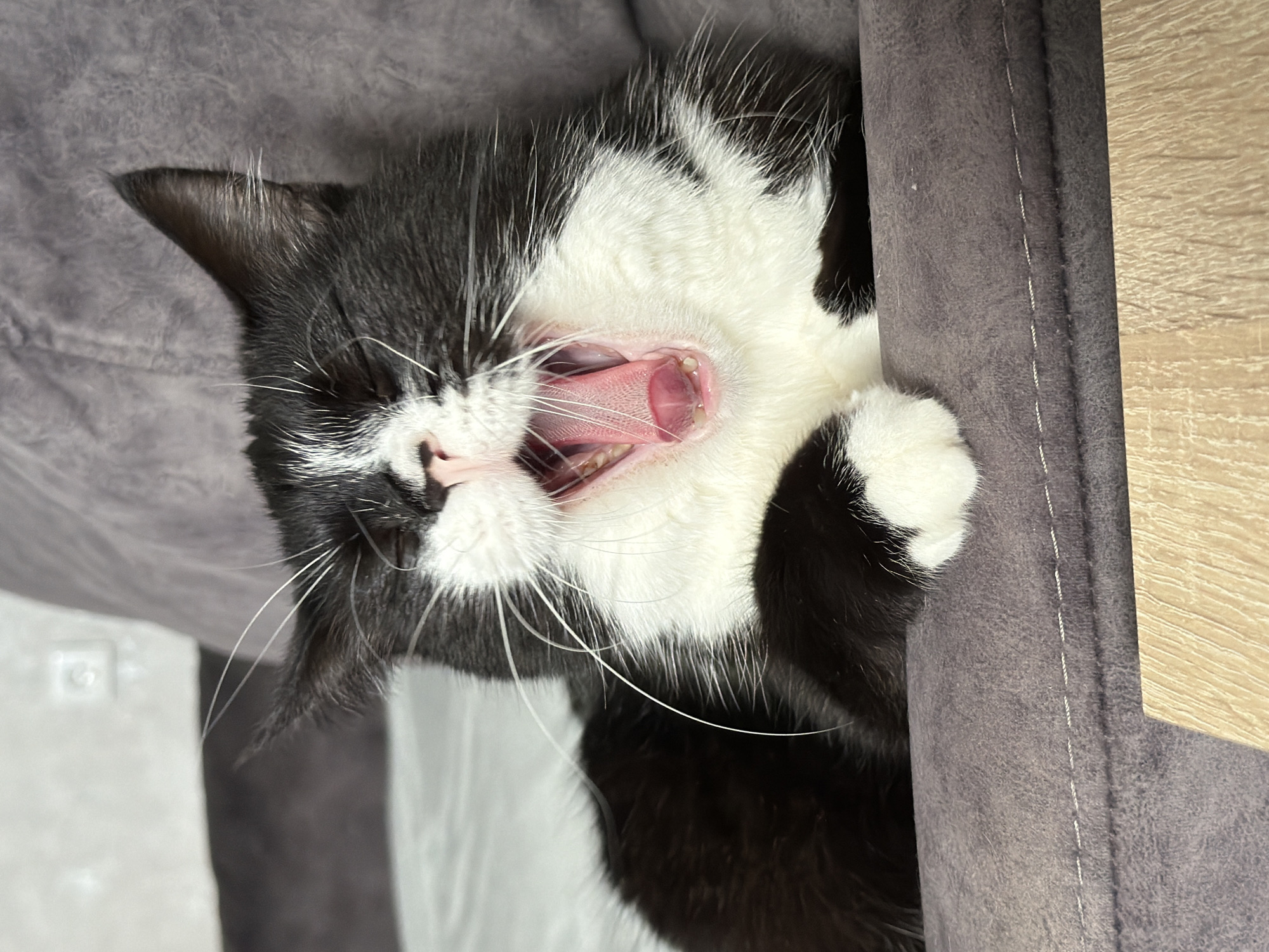 A black and white cat is captured mid-yawn in a close-up, vertical shot. The cat's mouth is wide open, revealing its pink tongue, gums, and teeth. Its eyes are closed, suggesting it's either sleepy or stretching. White whiskers fan out from its nose and muzzle. The cat is positioned on a soft, grey surface, possibly a blanket or furniture, and is leaning against a darker grey, textured object that appears to be a piece of furniture, perhaps a cat bed or sofa. To the right, a light-colored wooden surface is visible, suggesting an indoor setting. The lighting is soft, indicating it could be daytime indoors. The overall mood is relaxed and perhaps a bit humorous due to the exaggerated yawn. The setting is consistent with a home environment in Chekhov, Russia. There is no visible text in the image.