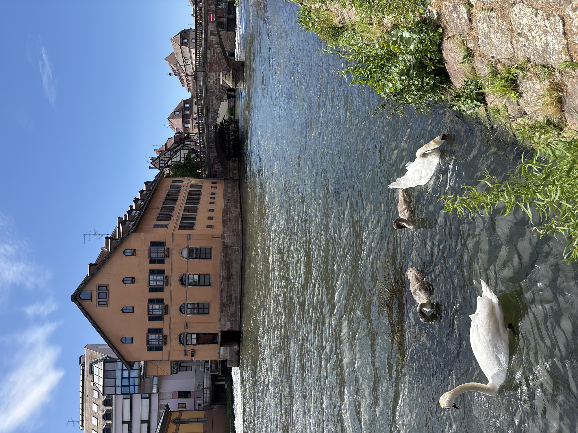 This image captures a scene in Petite France, Strasbourg, France, on a sunny day. The focus is on a wide, dark river with ripples, reflecting the bright blue sky. In the foreground, a white adult swan swims gracefully, while two grey cygnets are visible further back in the water, one with its head down as if feeding. On the right bank of the river, a stone embankment is covered with lush green vegetation. In the background, traditional Alsatian buildings with orange facades and dark shutters line the river. A stone bridge with arched spans connects the two sides of the river, with people visible walking across it. The architecture suggests a historic European city.
