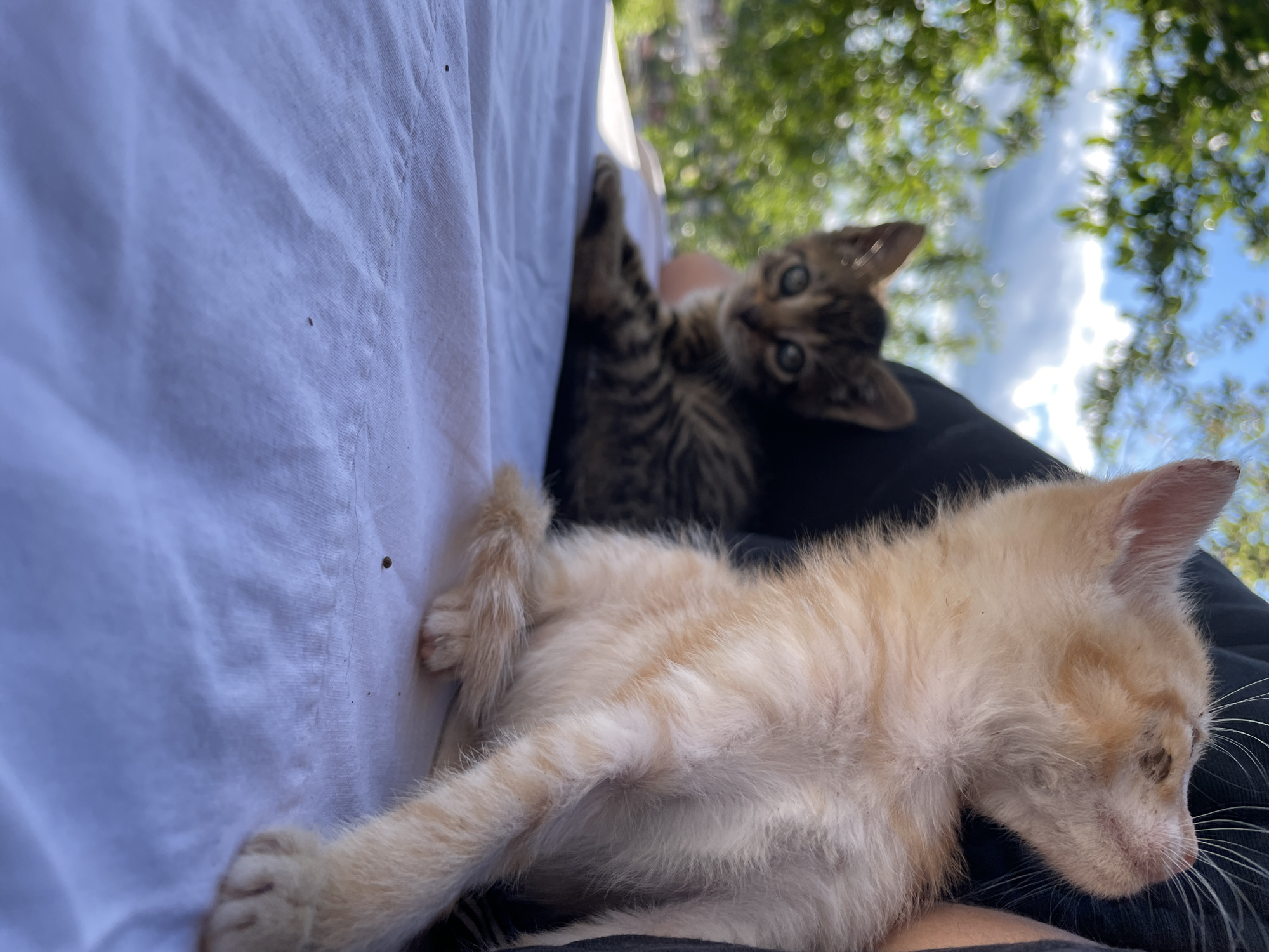 An outdoor scene displays two kittens resting on a person's lap. One kitten, an orange tabby, lies in the foreground, seemingly asleep with its head pointed to the right. The other kitten, a brown tabby, is positioned further back, gazing at the camera. The background shows blurred green trees and a partial view of a cloudy sky. A white cloth is visible on the left side of the frame. It's impossible to confirm the exact location as Zlatograd, Bulgaria without visual landmarks.