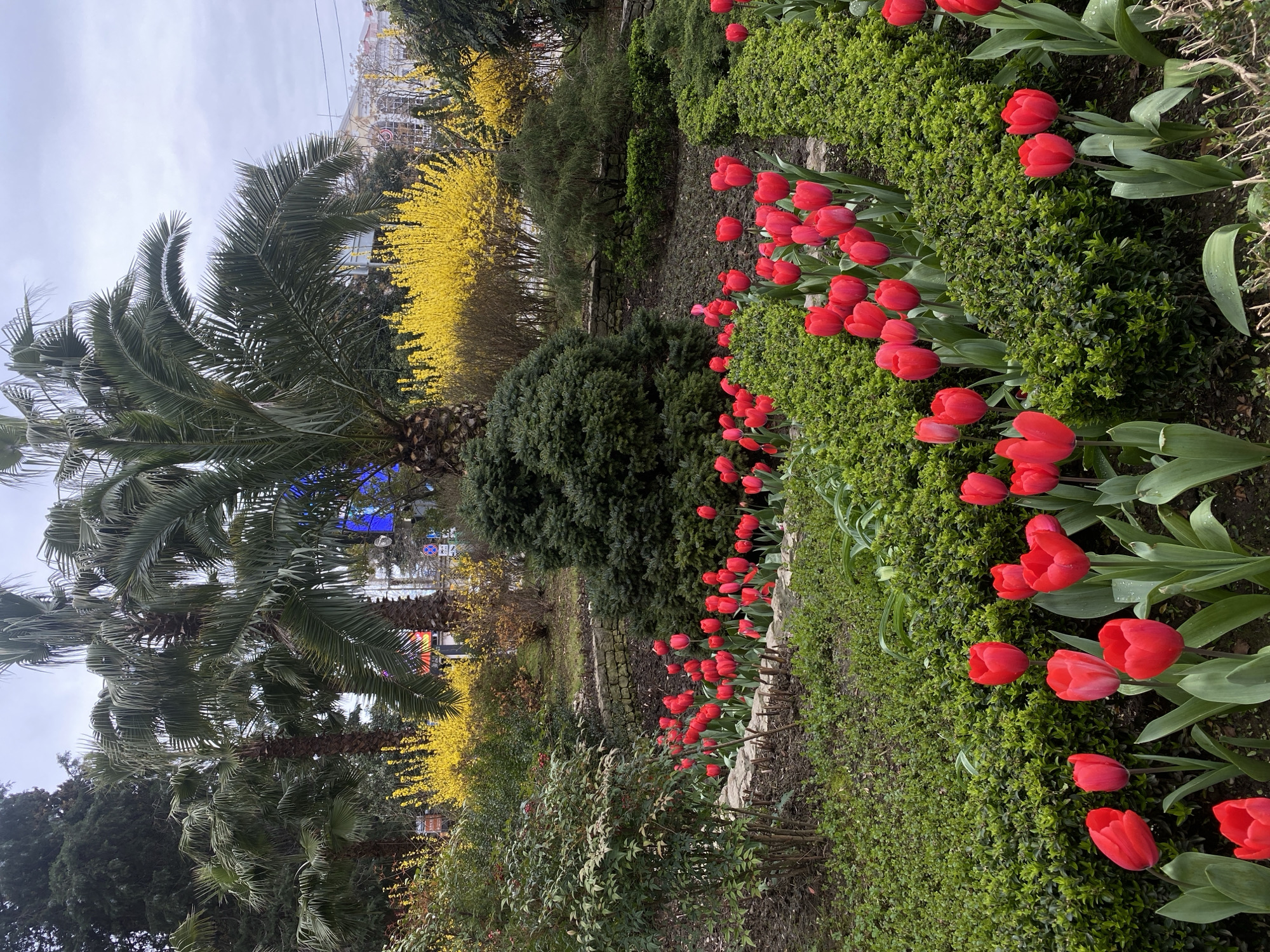 This image displays a vibrant public park or garden located in Sochi, Russia, under an overcast sky. The foreground features numerous bright red tulips arranged in rows and clusters within meticulously maintained garden beds, interspersed with dense, low-cut green shrubs. Some beds are bordered by low, stacked stone retaining walls. In the mid-ground, taller bushes with brilliant yellow blossoms, consistent with Forsythia, are prominent, along with varying shades of green foliage and evergreen bushes. Multiple tall palm trees with visible trunks and green fronds ascend towards the top of the frame. The background reveals urban infrastructure, including a light-colored building with a circular red logo/sign, a street or road indicated by visible traffic signs (including a blue circular directional sign and a red triangular warning sign), and a partially obscured large blue illuminated sign. No individuals or specific actions are depicted within the scene.