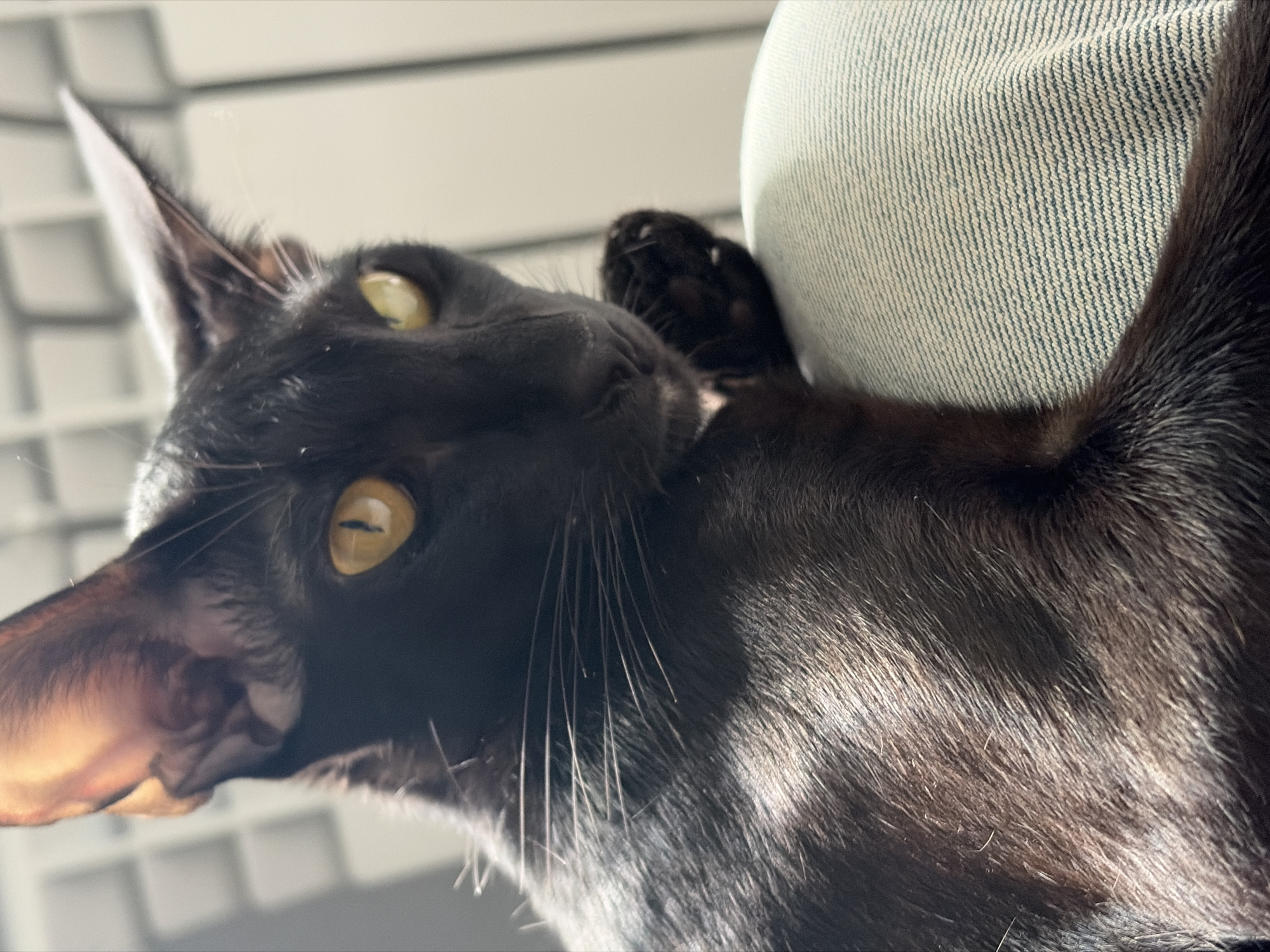 A black cat with large ears and yellow eyes is the subject of this close-up, low-angle, indoor photograph. The cat is positioned on a light blue and white striped fabric surface, likely a piece of clothing or upholstery. The cat's body is dark, with visible fur texture and some sunlight catching its coat, highlighting the texture and color variations. The cat is looking to the right of the frame with a focused gaze. The background is blurred and appears to be an indoor setting with some vertical elements, possibly a radiator or blinds. The scene lacks any indication of the city of Chaikovsky, Russia, or any other specific geographical location.