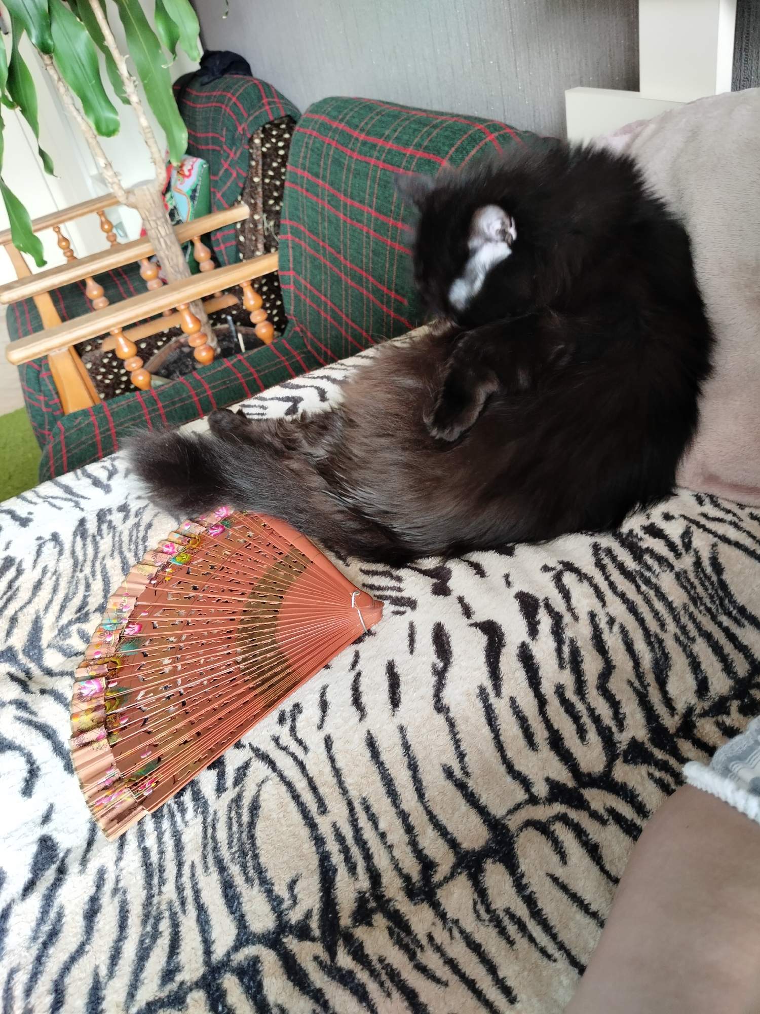 A black cat is curled up asleep on a tiger-striped blanket. A decorative fan is placed on the blanket in front of the cat. The cat is on a sofa with a green and red plaid blanket draped over it. A potted plant is to the left of the cat. The scene is indoors, likely in a residential setting. The location is not discernible from the image alone.